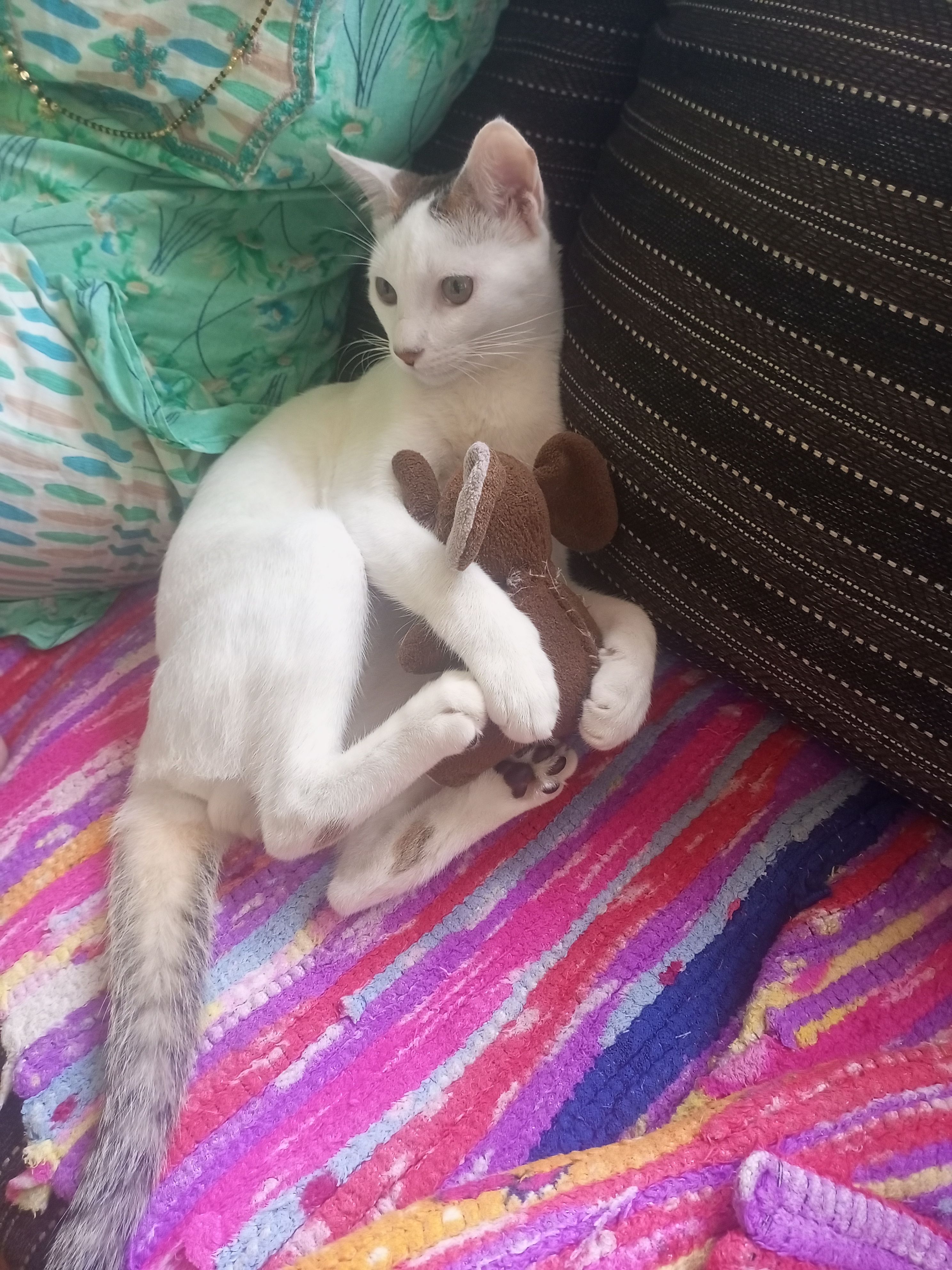 Leo - Agali Estate Road, Margao