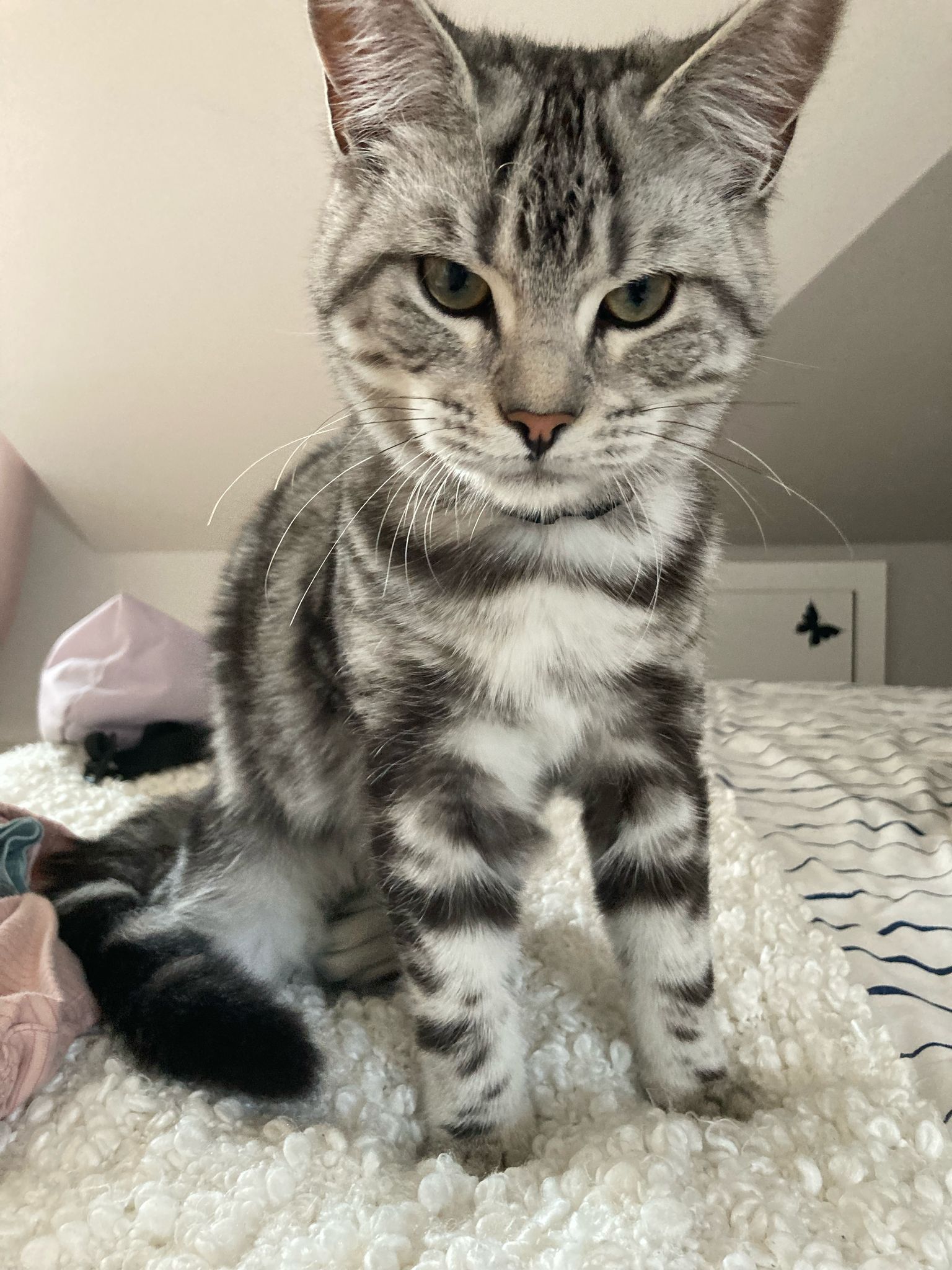 Carlo - Hohen Steinen, Deinste