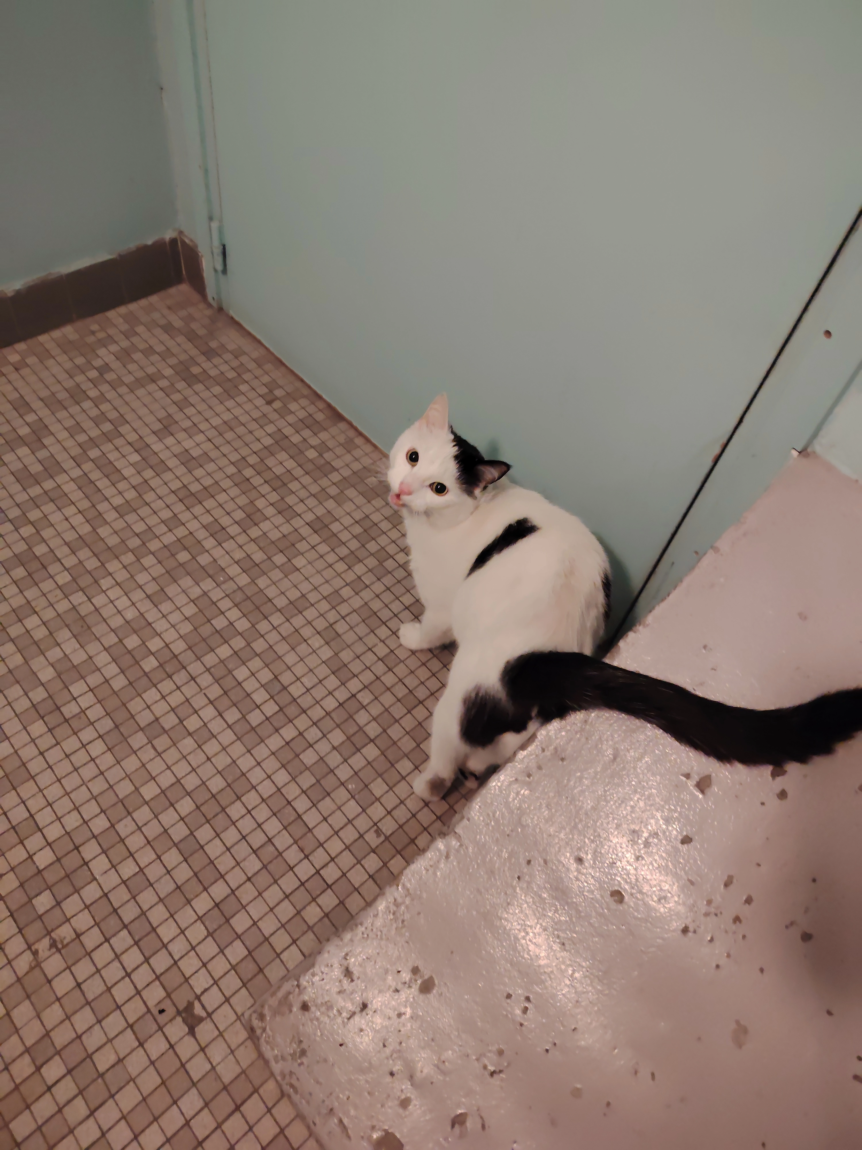 Blano - Rue Georges Melou, Brest