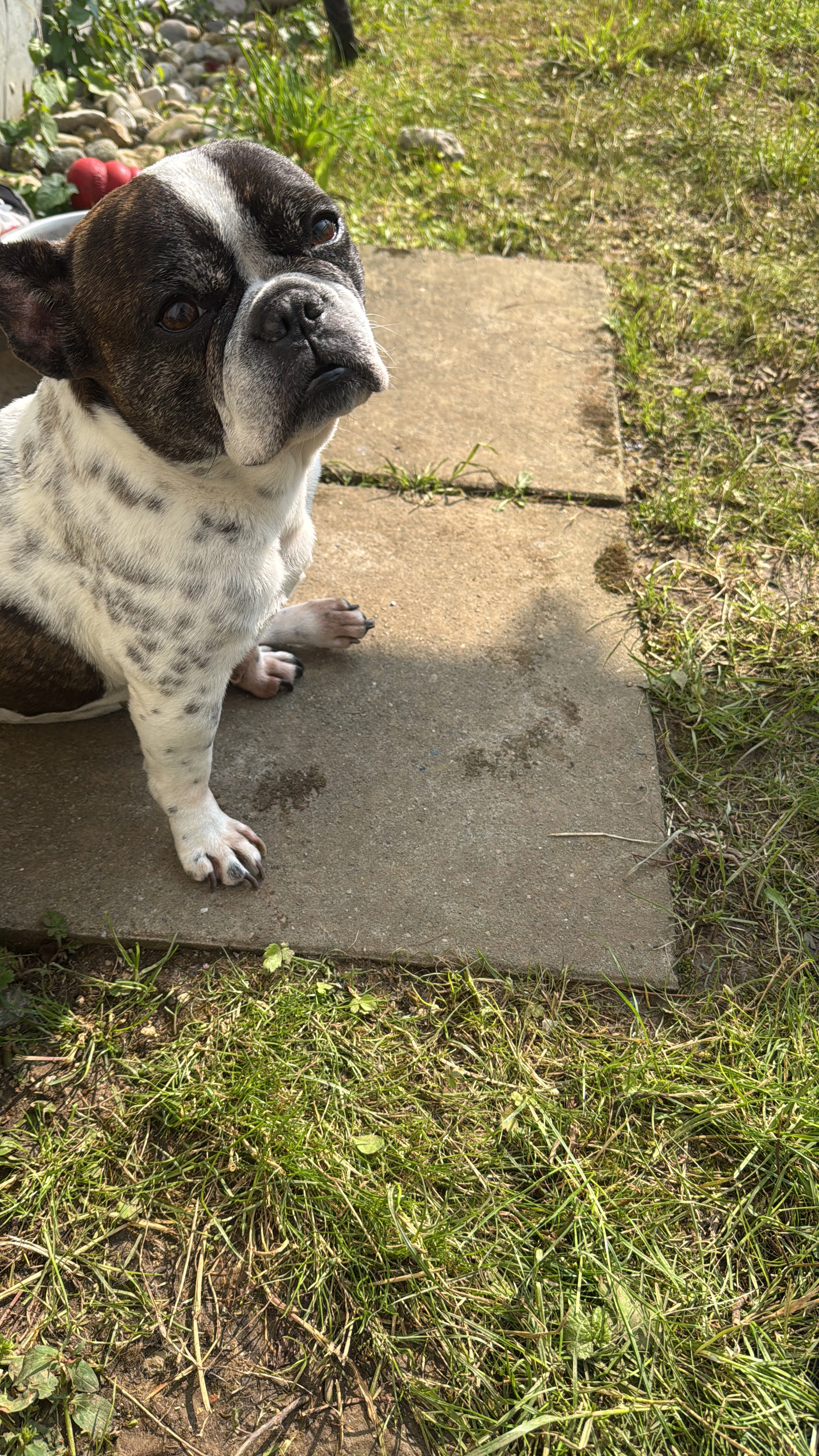 Noah  - Les Cornes-Morel, La Chaux-de-Fonds