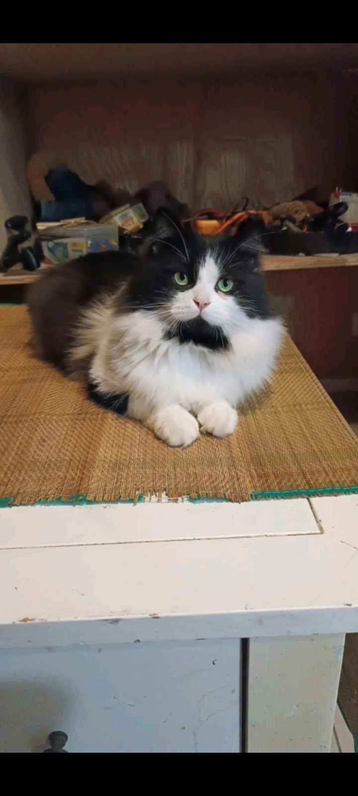 Piep piep - Nieuwpoortsesteenweg, Oostende