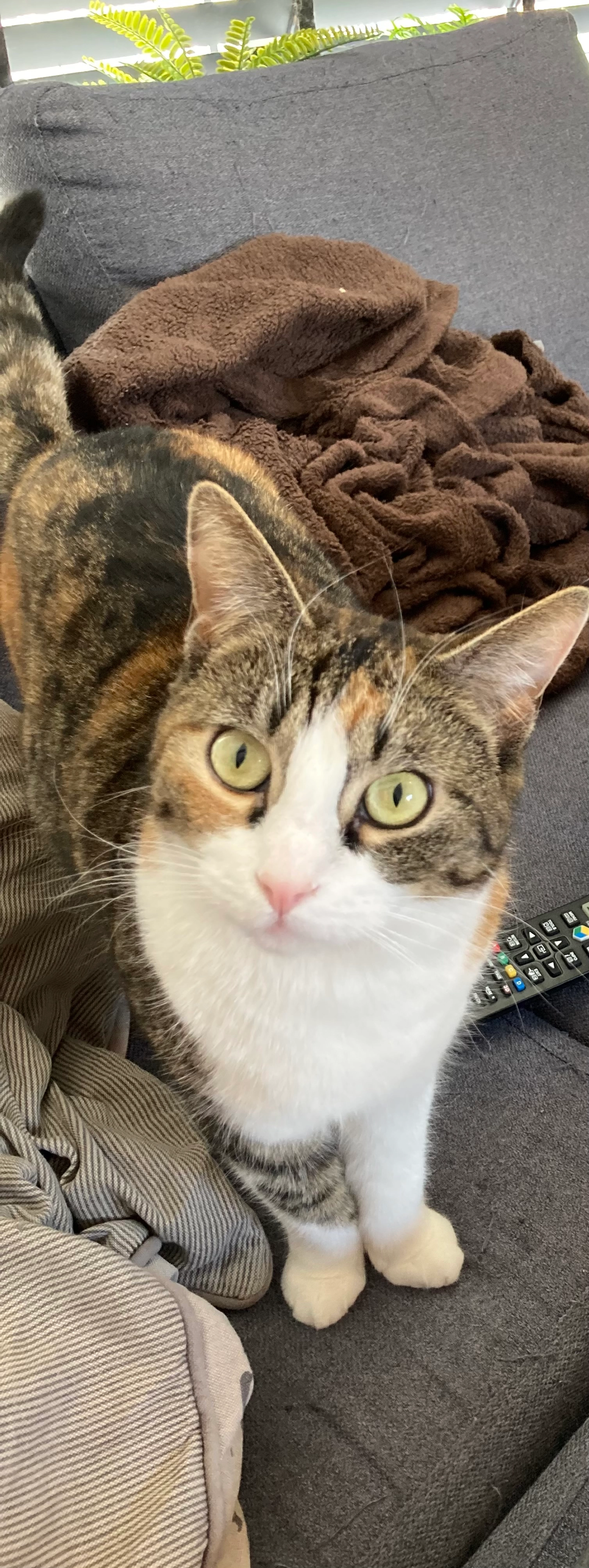 Mimi - Slagblok, Steenbergen