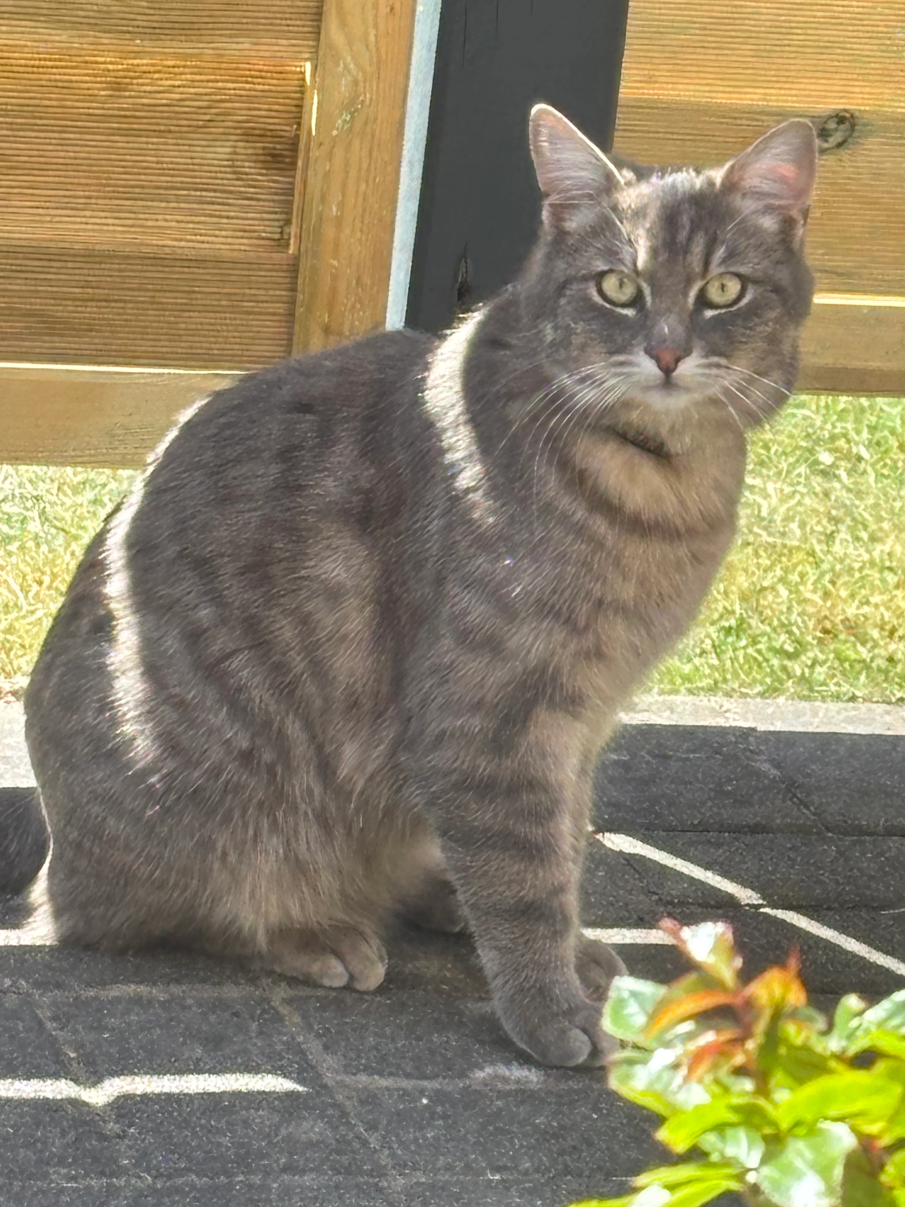 Simba - Stettiner Straße, Tarp