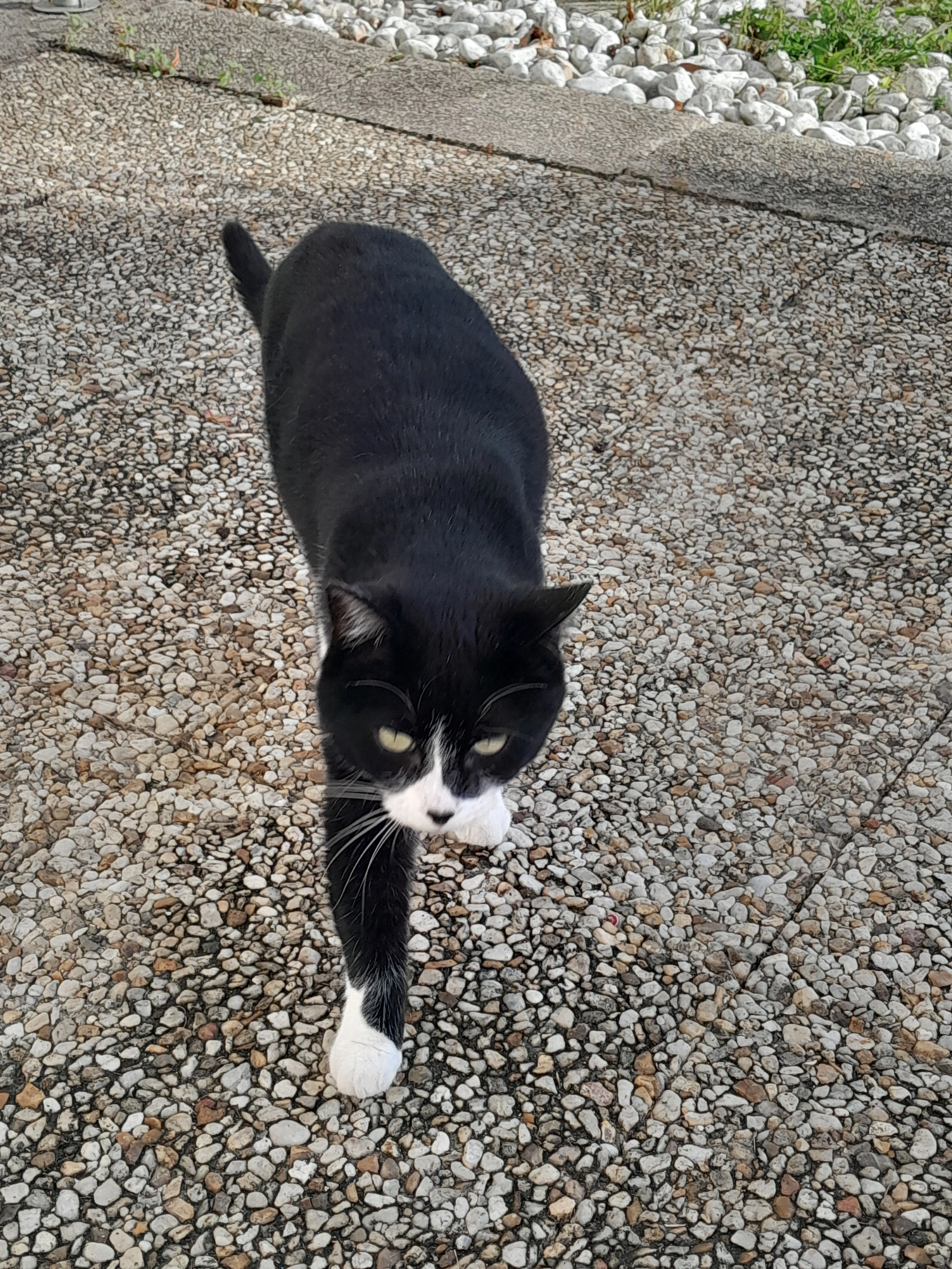 Bounty - Rue Du Stade, Surgères