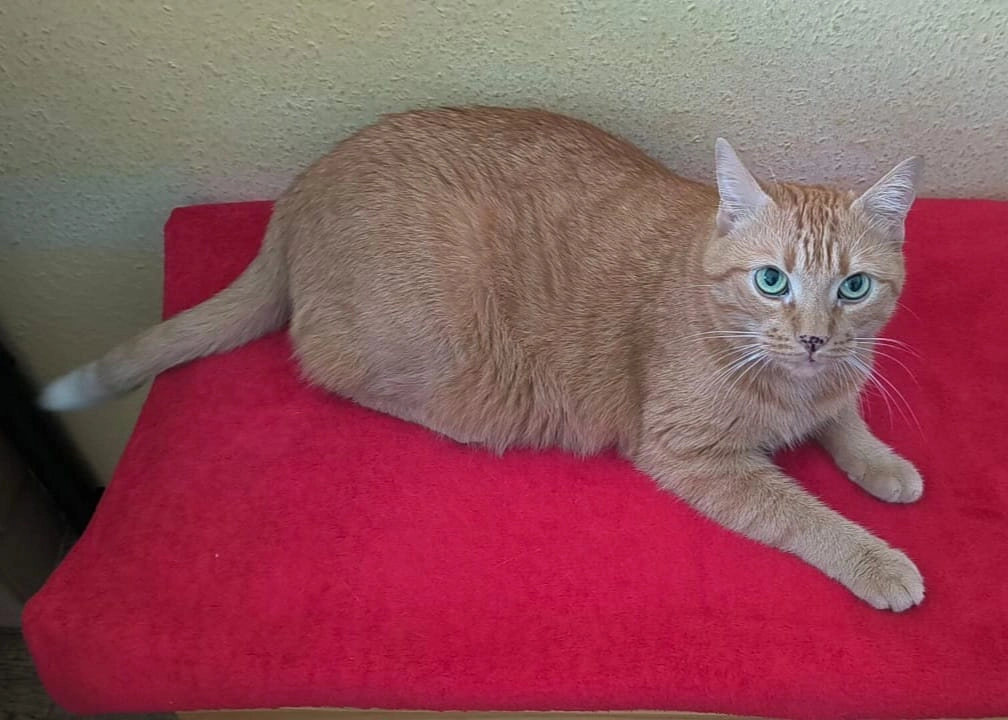 Tom - Jenaer Straße, Erfurt