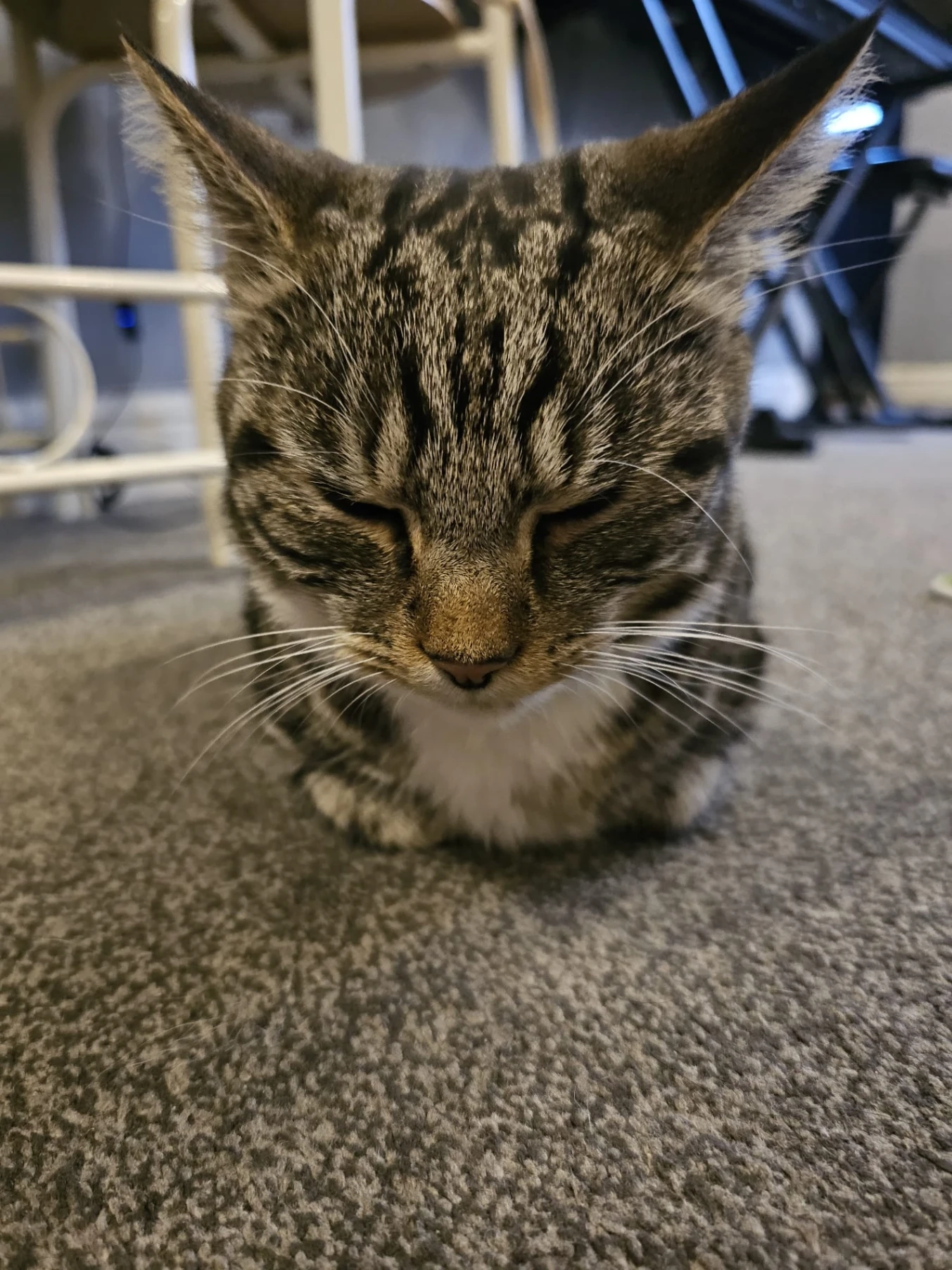 Maui - Brackenhayes Close, Ipswich