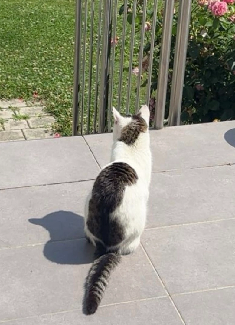 Katze - Feldgasse, Achau