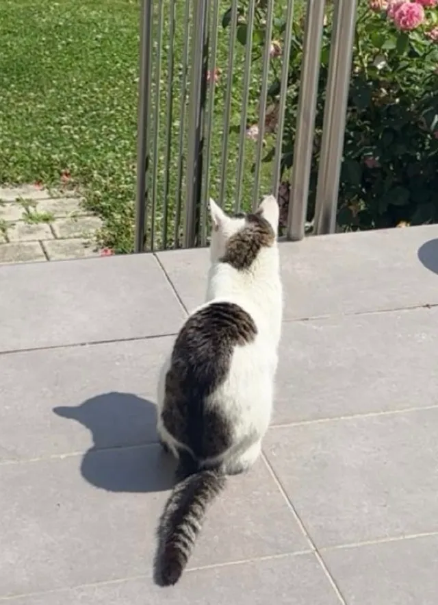 Katze - Feldgasse, Achau