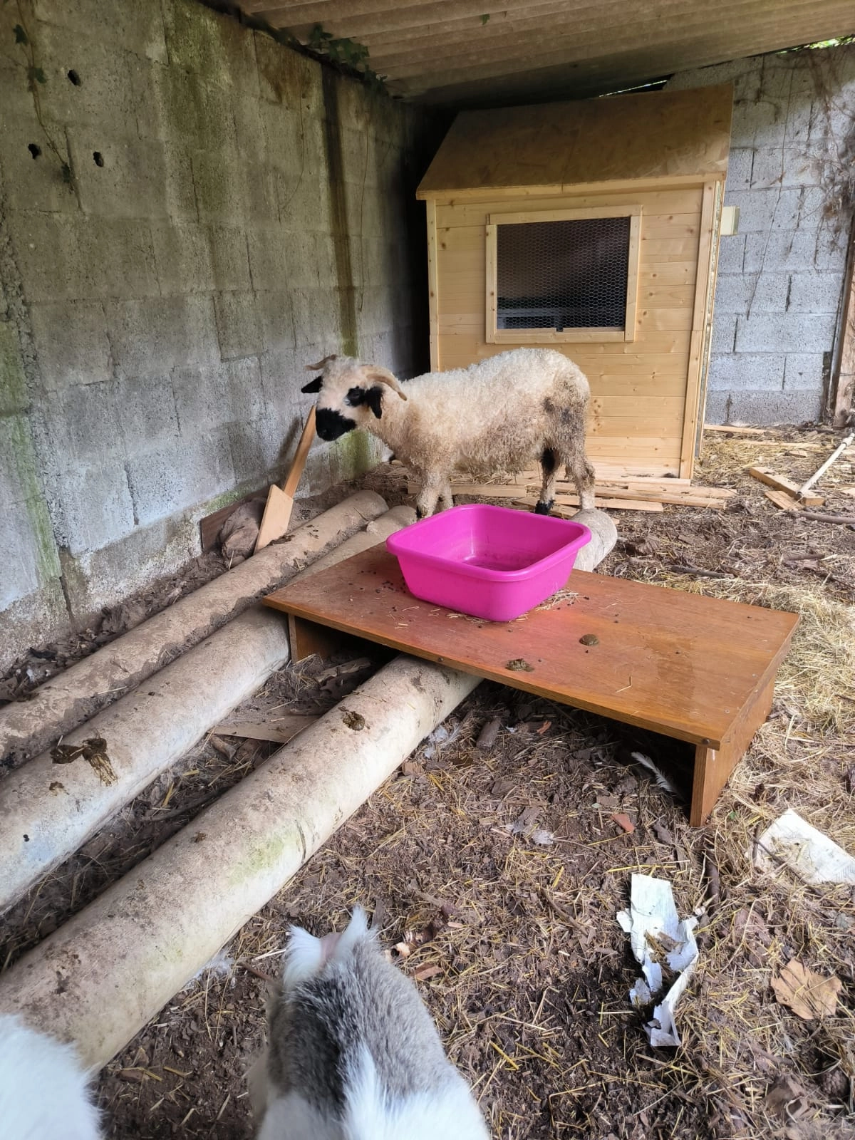 Broute - Le Ruaud Trouillard, Corsept