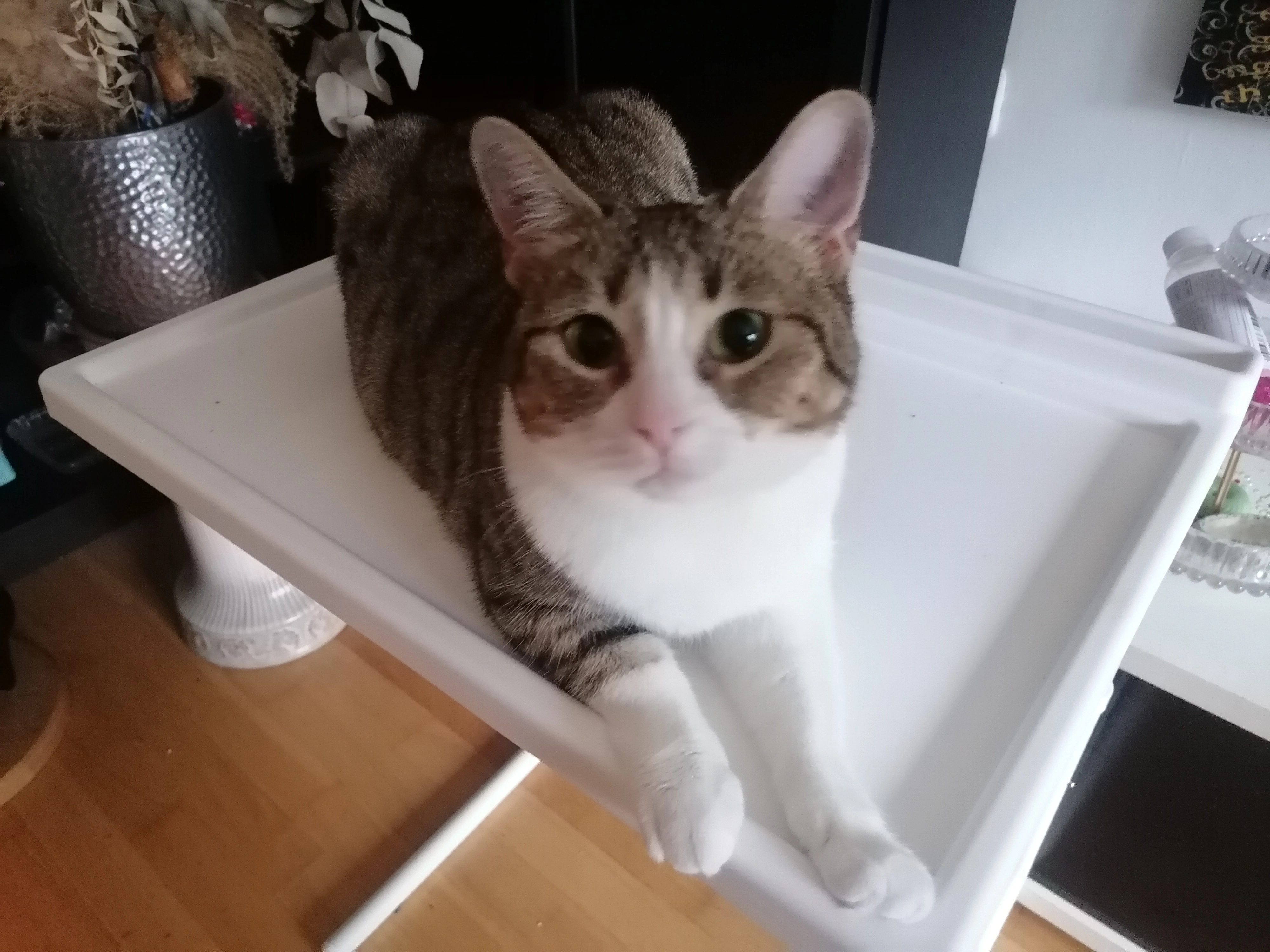 Gurkr - Kroatengasse, Linz