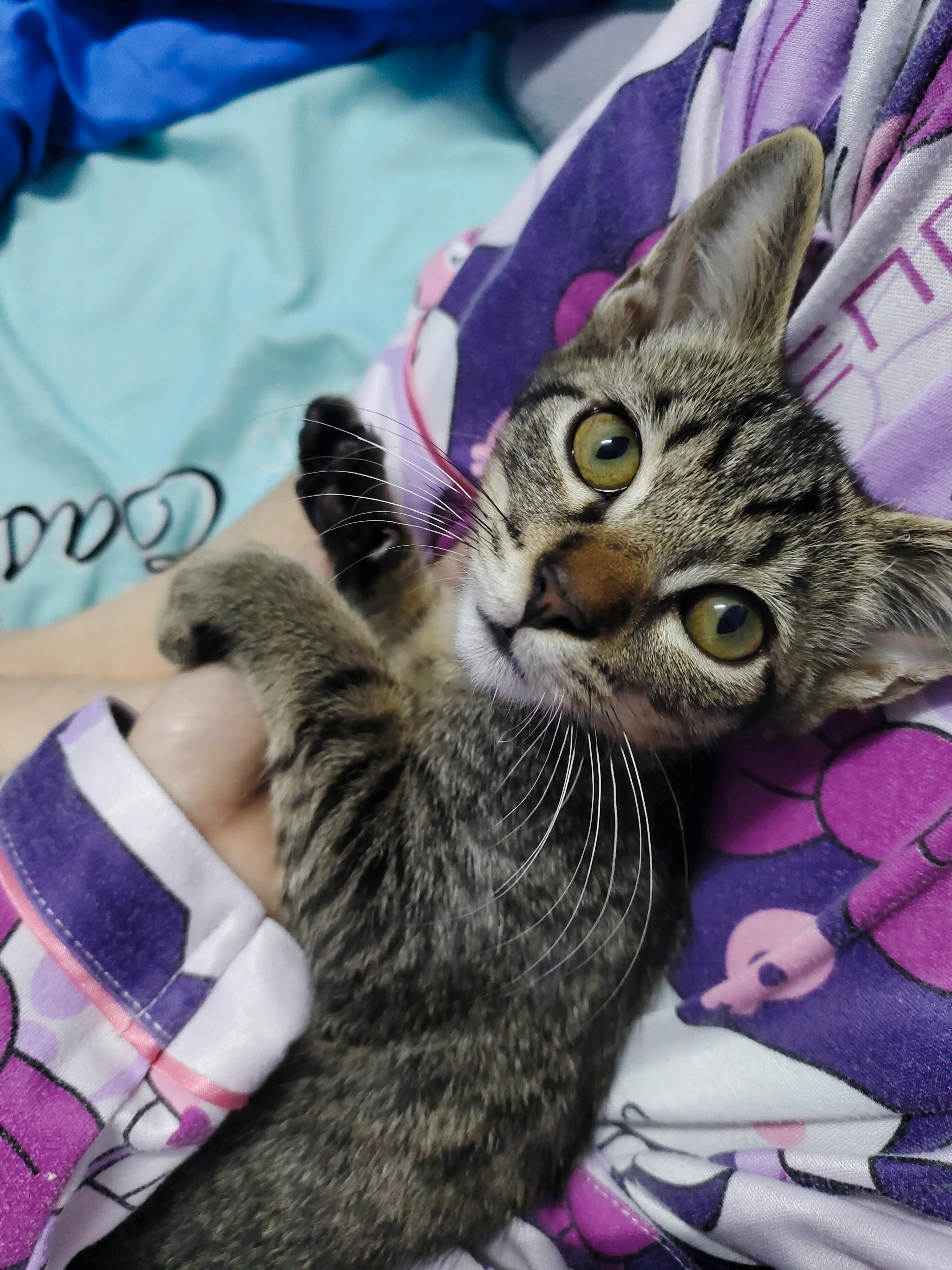 Mimi - Jalan Love Lane, Kampung Baru Sungai Buloh,Shah Alam