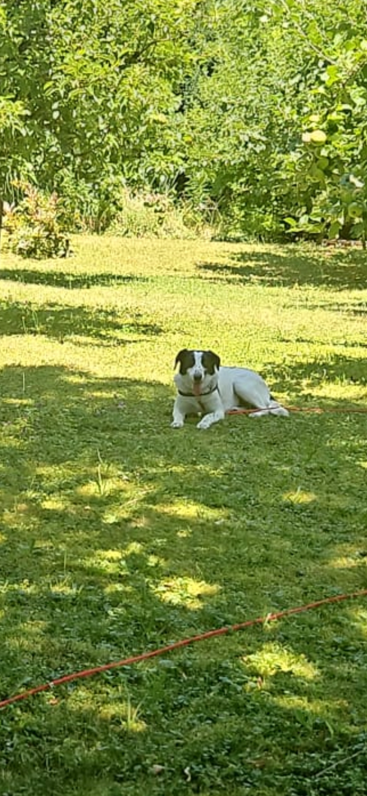 Ella  - Bisse De Clavau, Ayent