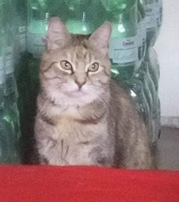 Britta - Mühlentorstraße, Brandenburg an der Havel