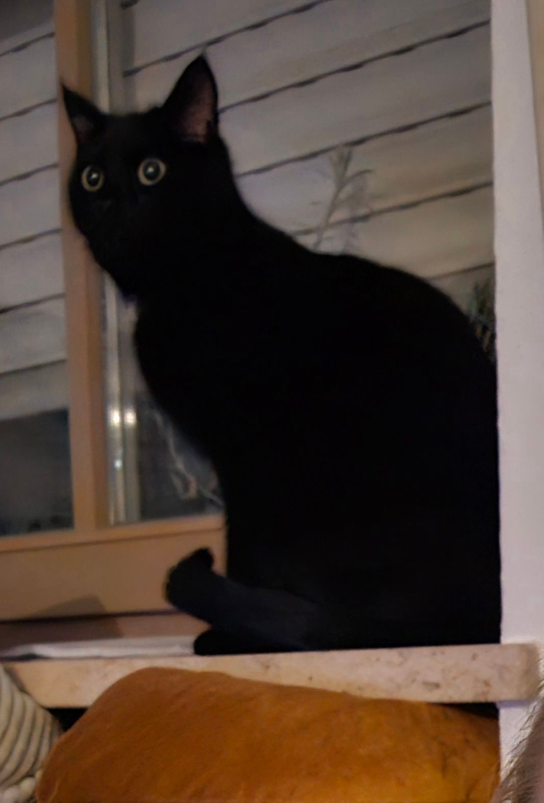 Mogli - Lohmühlstraße, Mühldorf am Inn