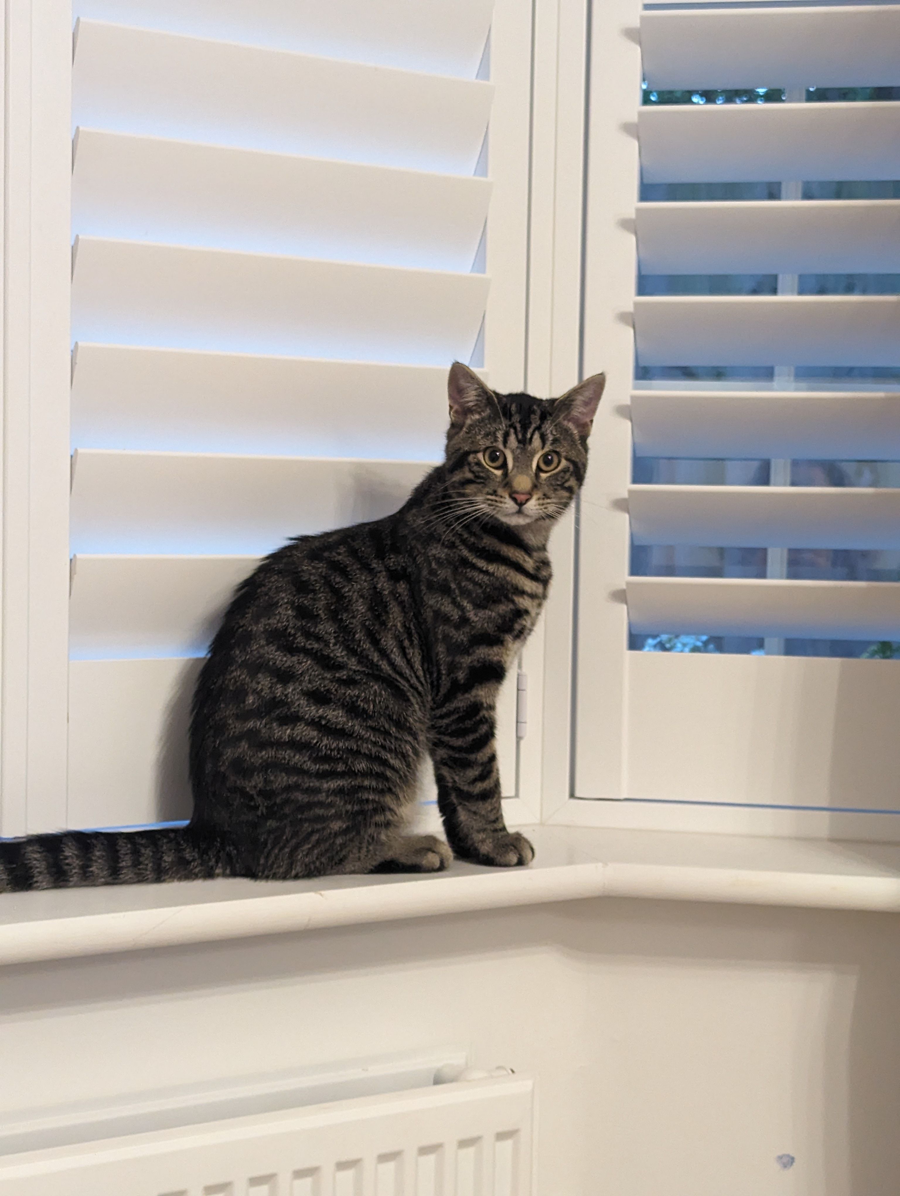 Ziggy  - Celtic Close, Exeter