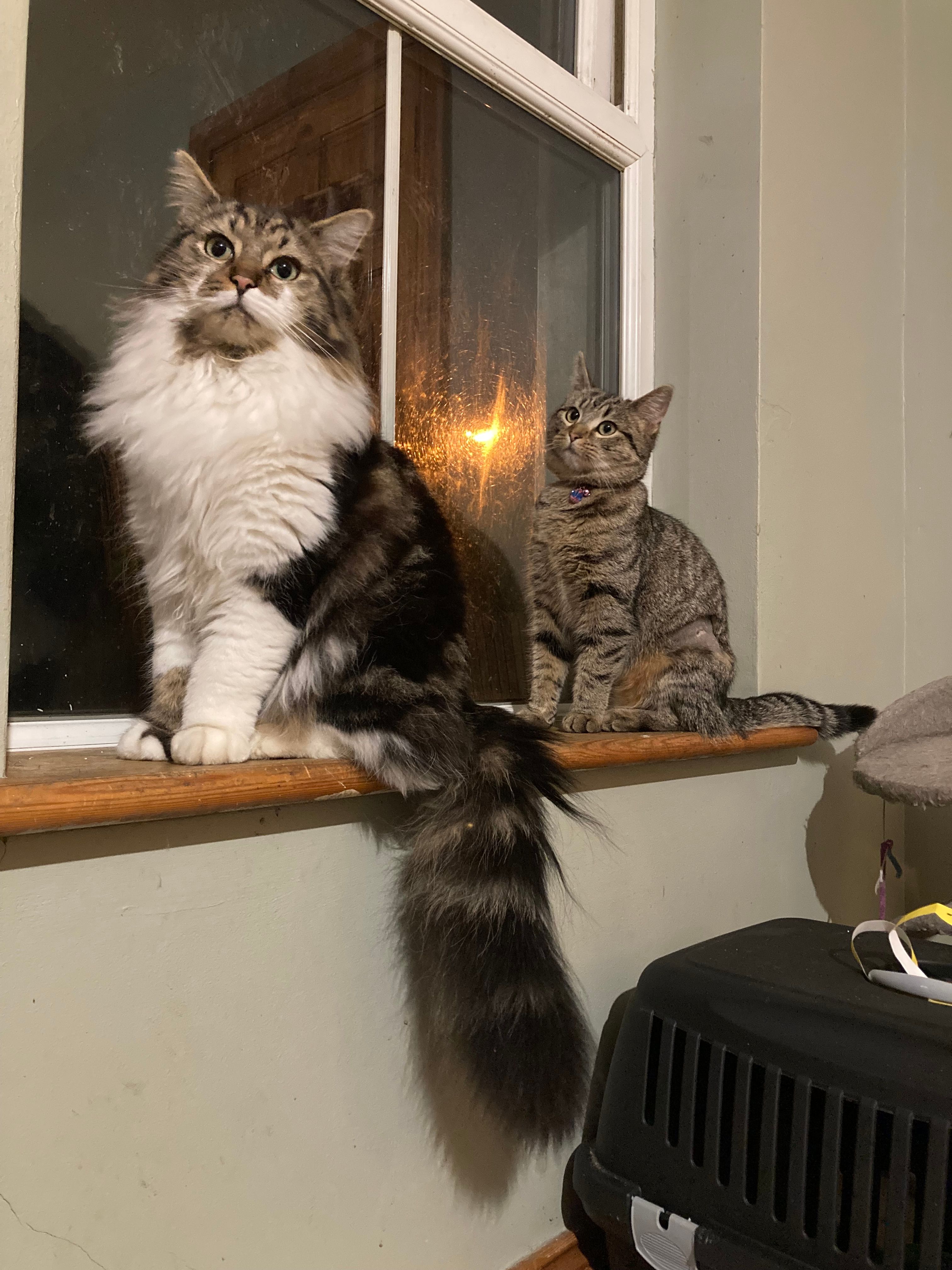 Tasker and lily  - 9 Heather Park, Buncrana