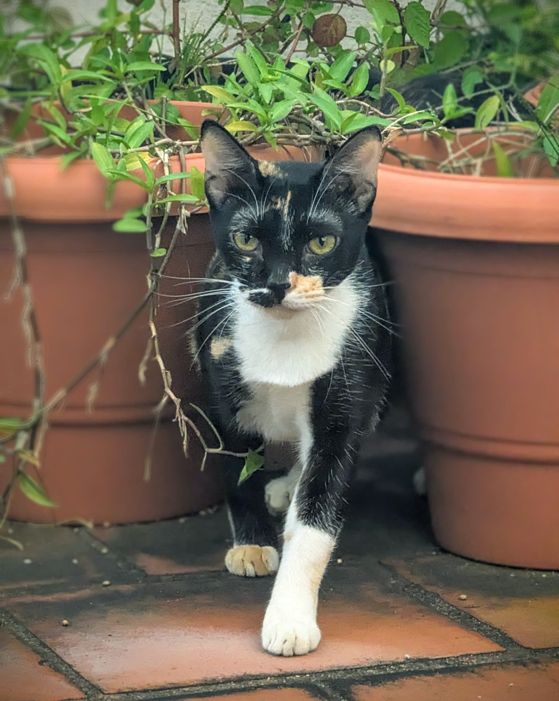 Rocket  - Tiruvallur Street, Chennai