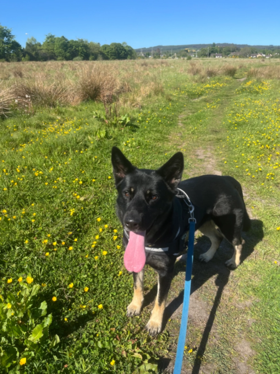 Willow - Morrich More coast path, Tain