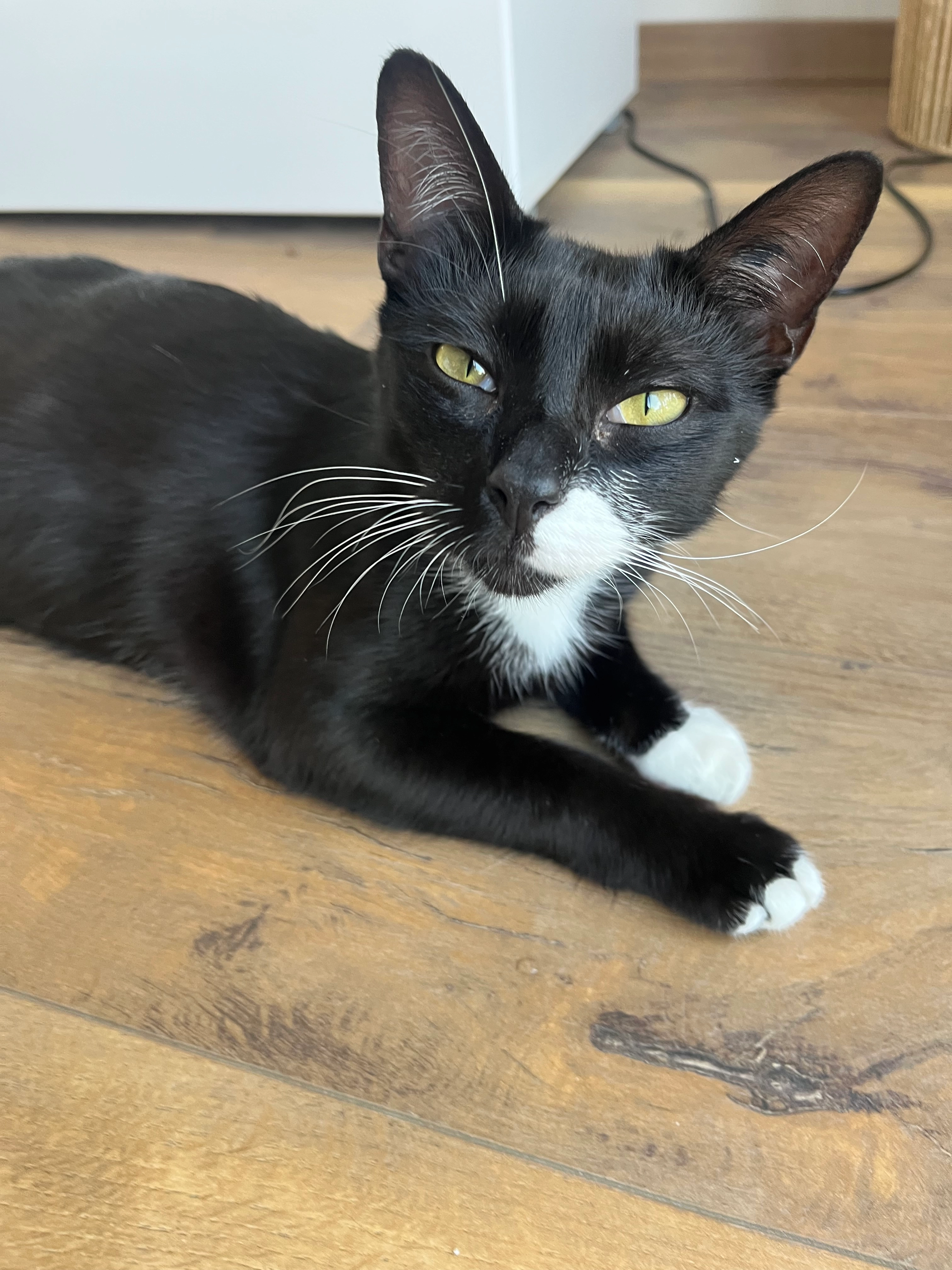 Merlin - Chemin De Belloc, Lapeyrouse-Fossat