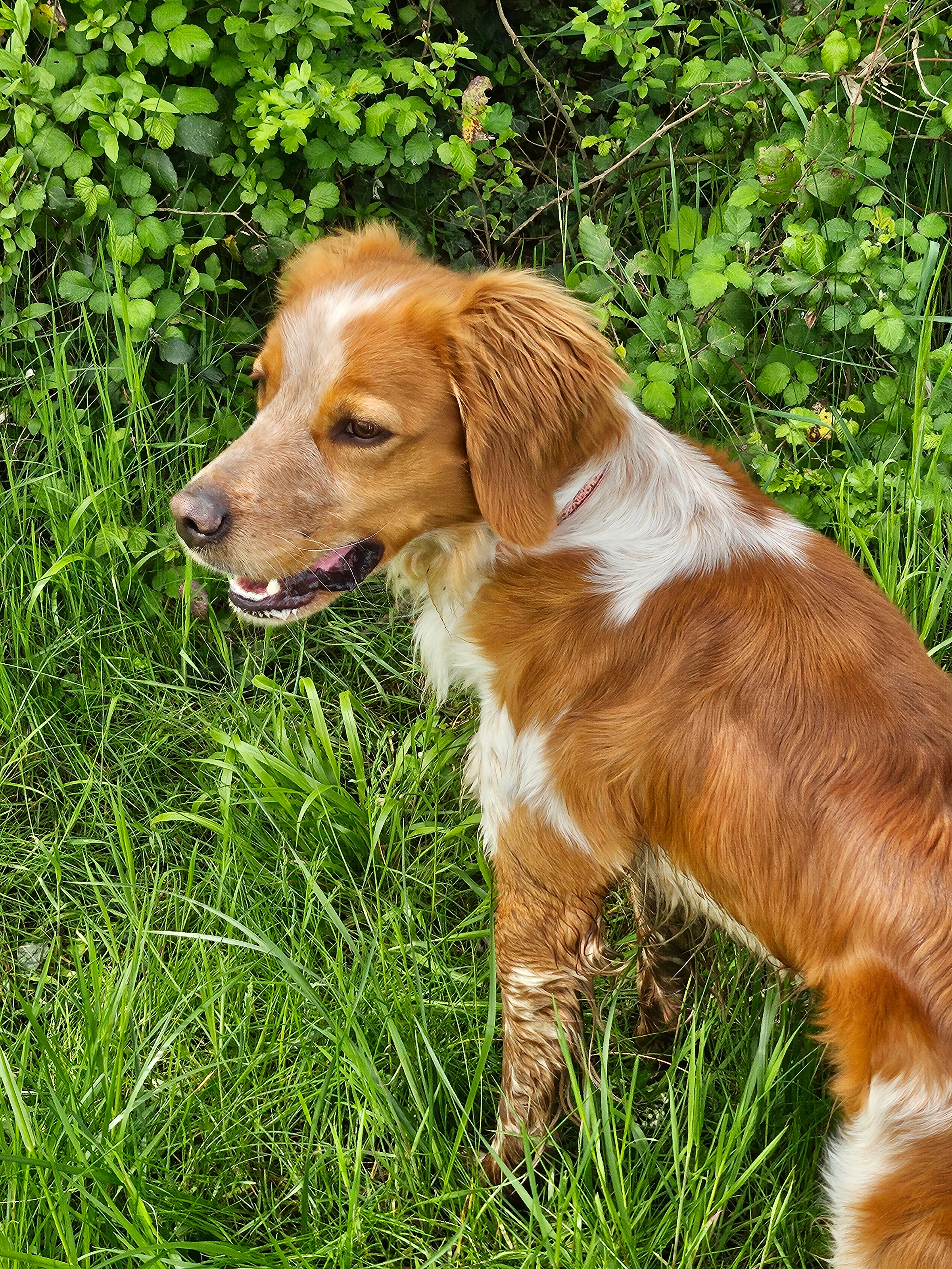 Uno - Impasse Des Pétunias, Bagnols