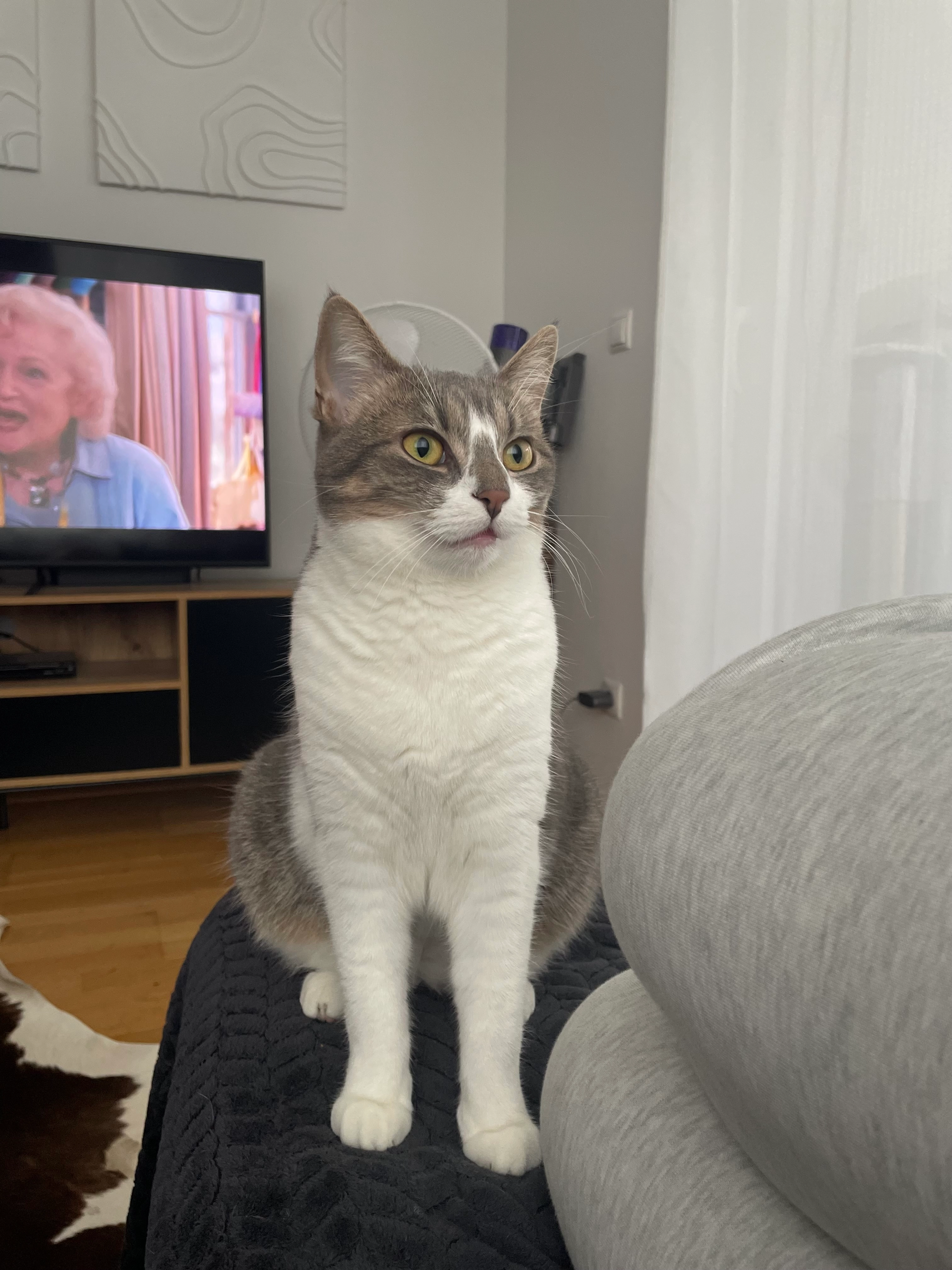 Nola - Wiesener Straße, Stockerau