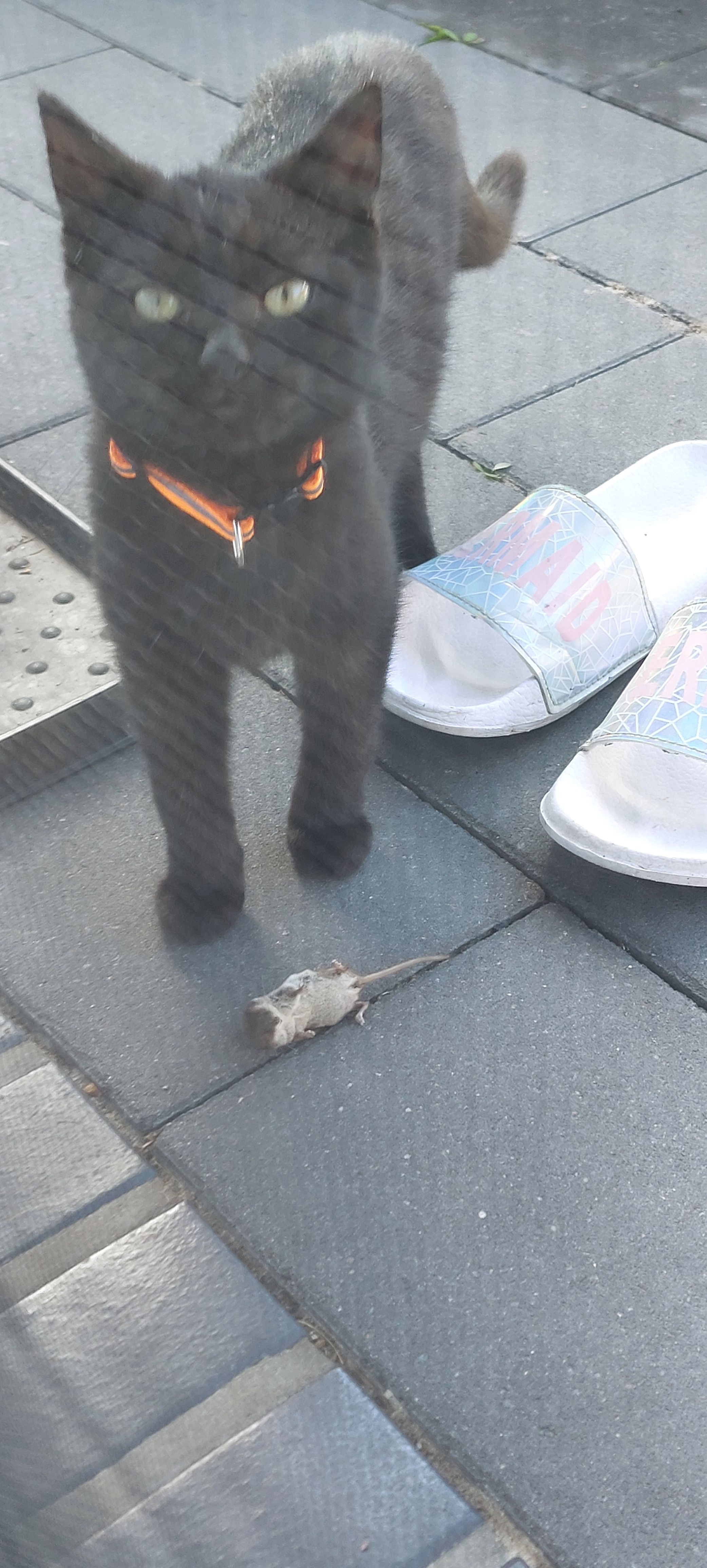 Odin - Burgstraße, Saterland