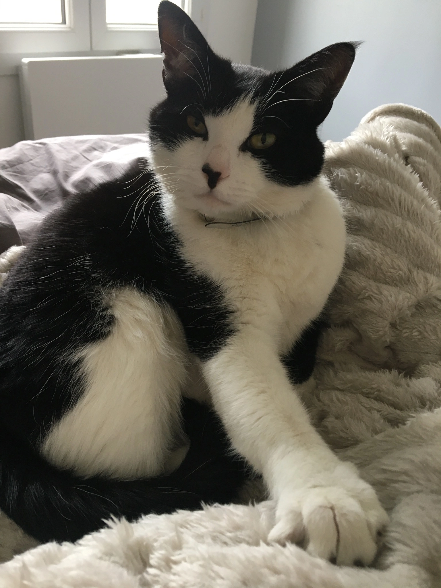 Titou - 3 Impasse de Bellefond, Angoulême