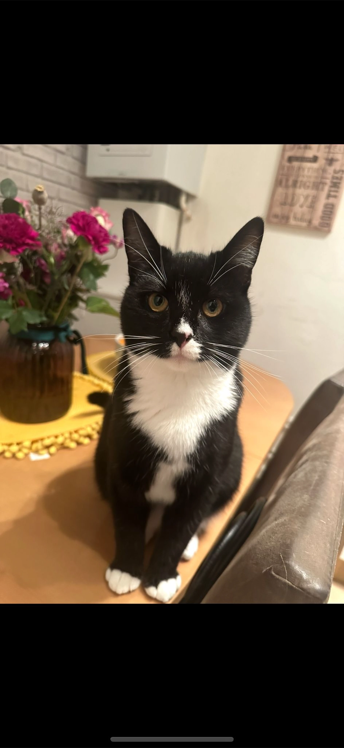 Billy - Masefield Road, Cirencester Abbey