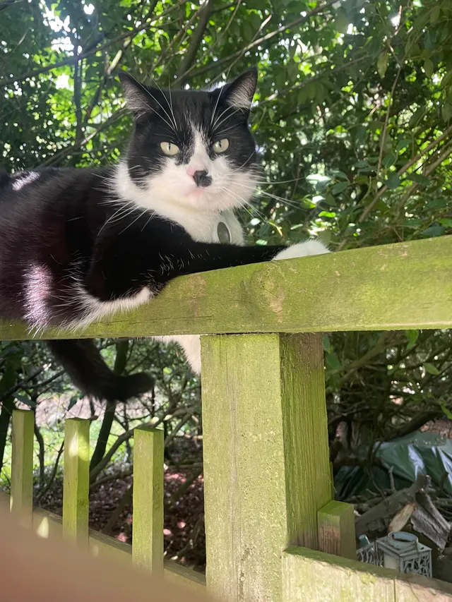 Milo - Chenies Road, Rickmansworth