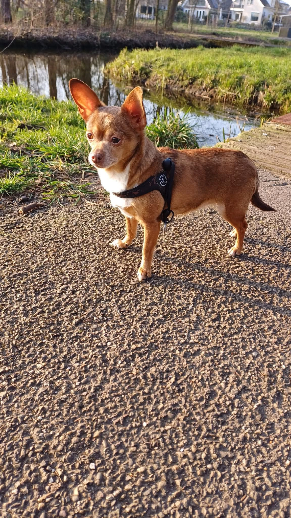 Roos - Prinses Beatrixlaan, Schiedam