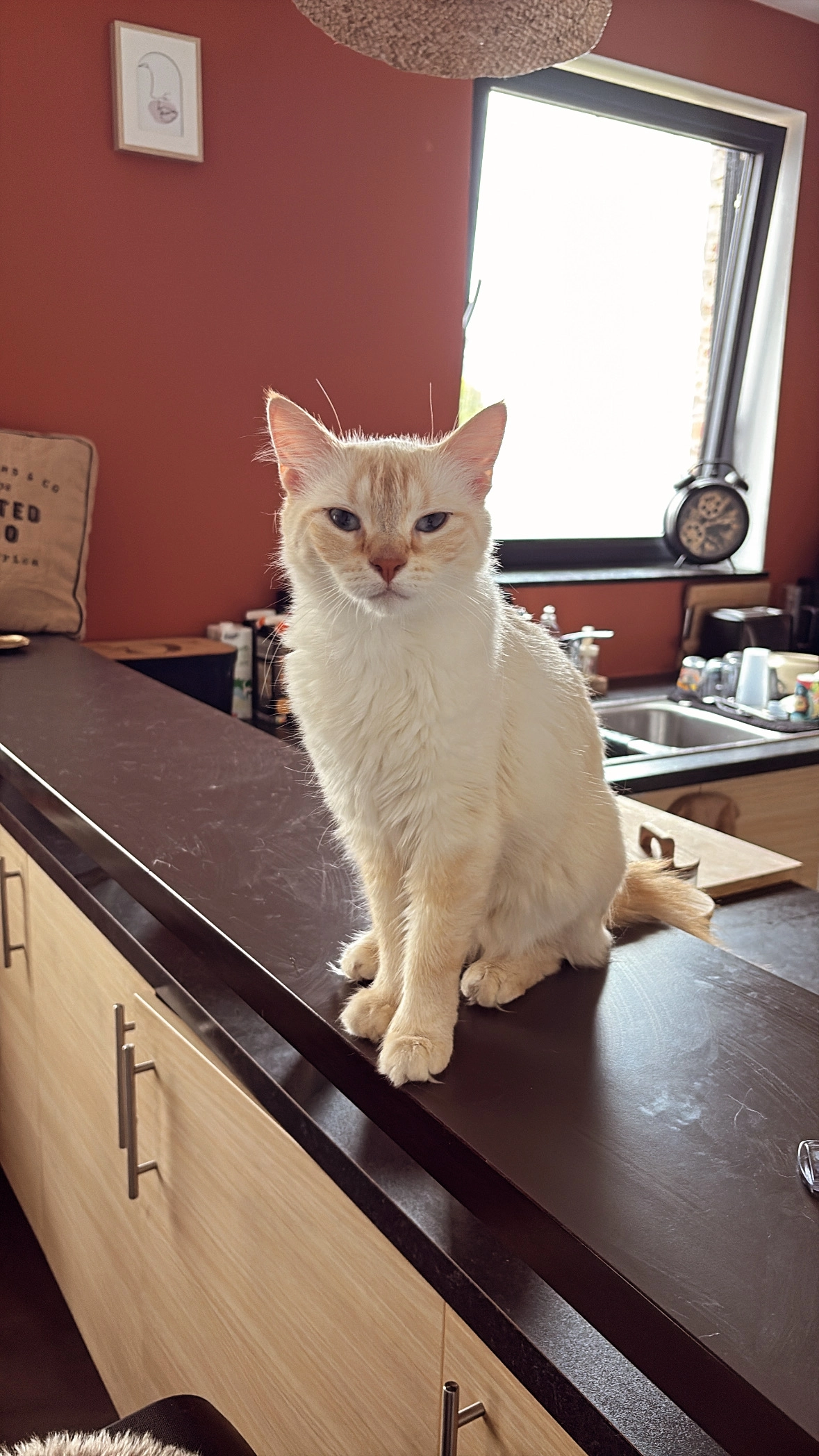 Lili - Rue Bonne Haie 19, Silly