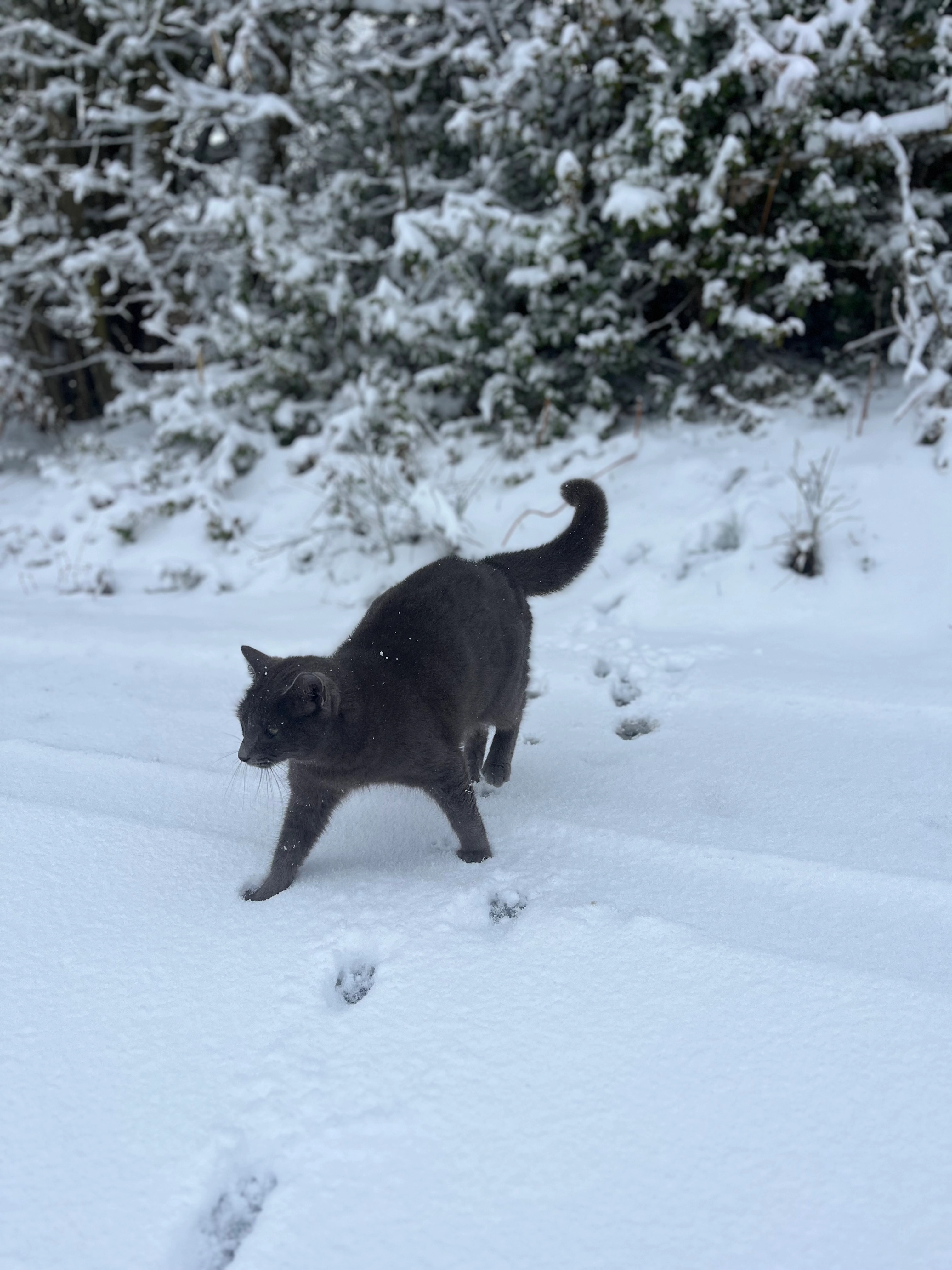 Willie - Route De Passe Lourdain, Saint-Benoît
