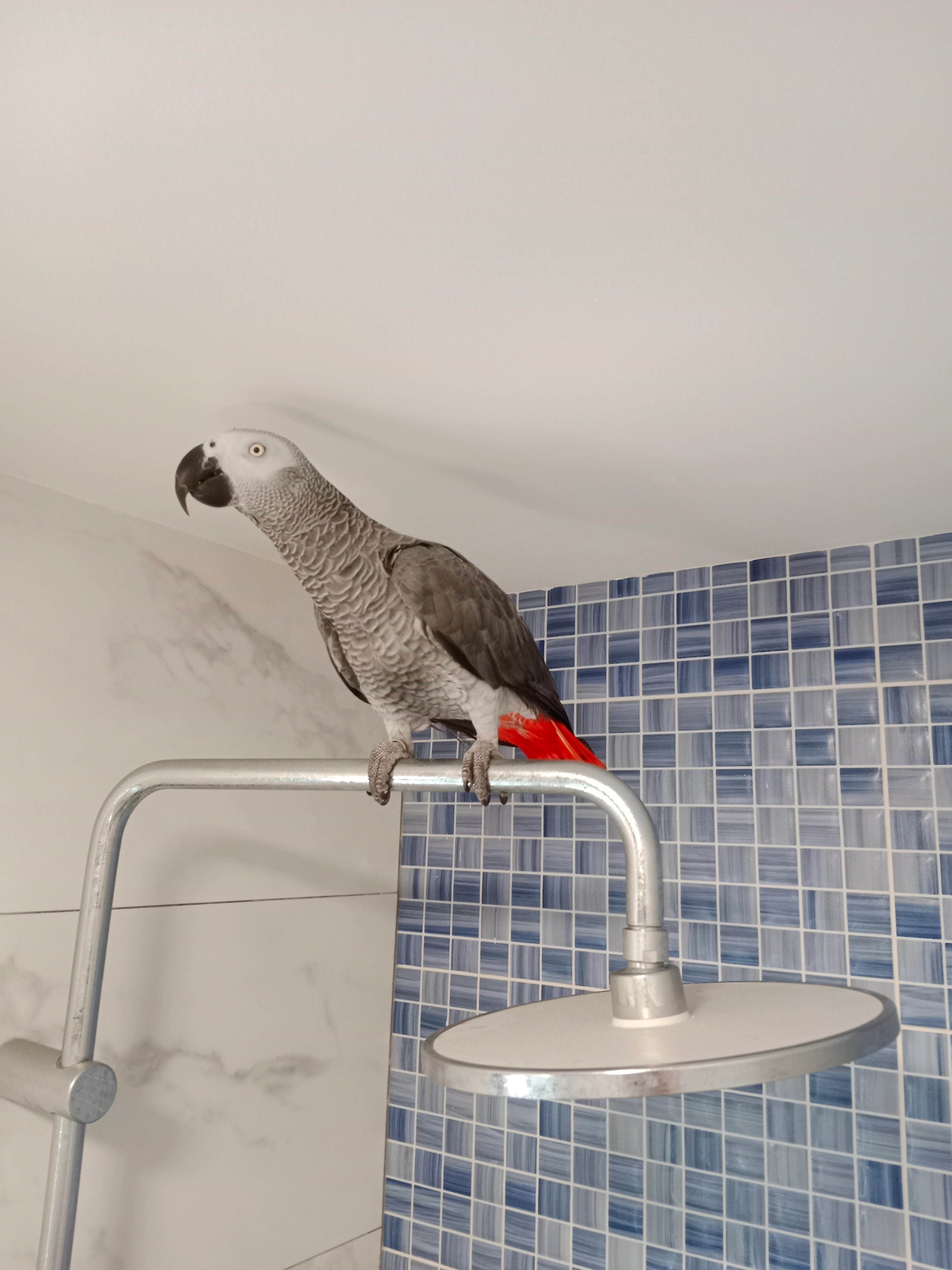 Yaco " alfretico" - Carrer De Sant Josep De La Muntanya, Palma