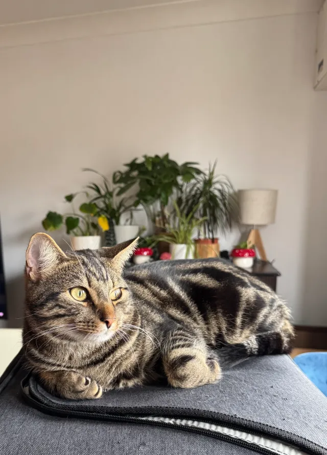 Arlo Alex - Mornington Road, London