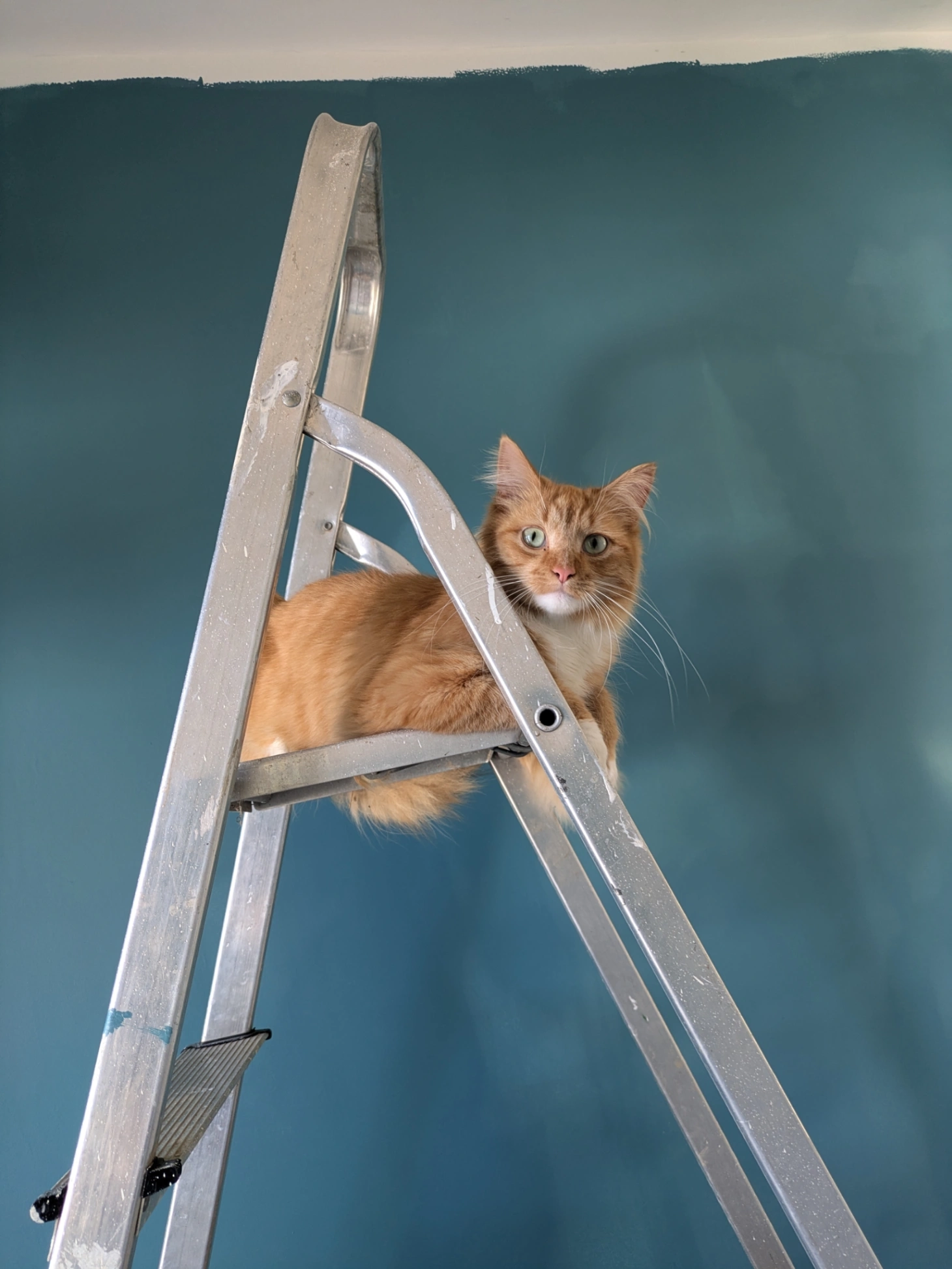 Bob - Downlands Avenue, Bexhill-On-Sea