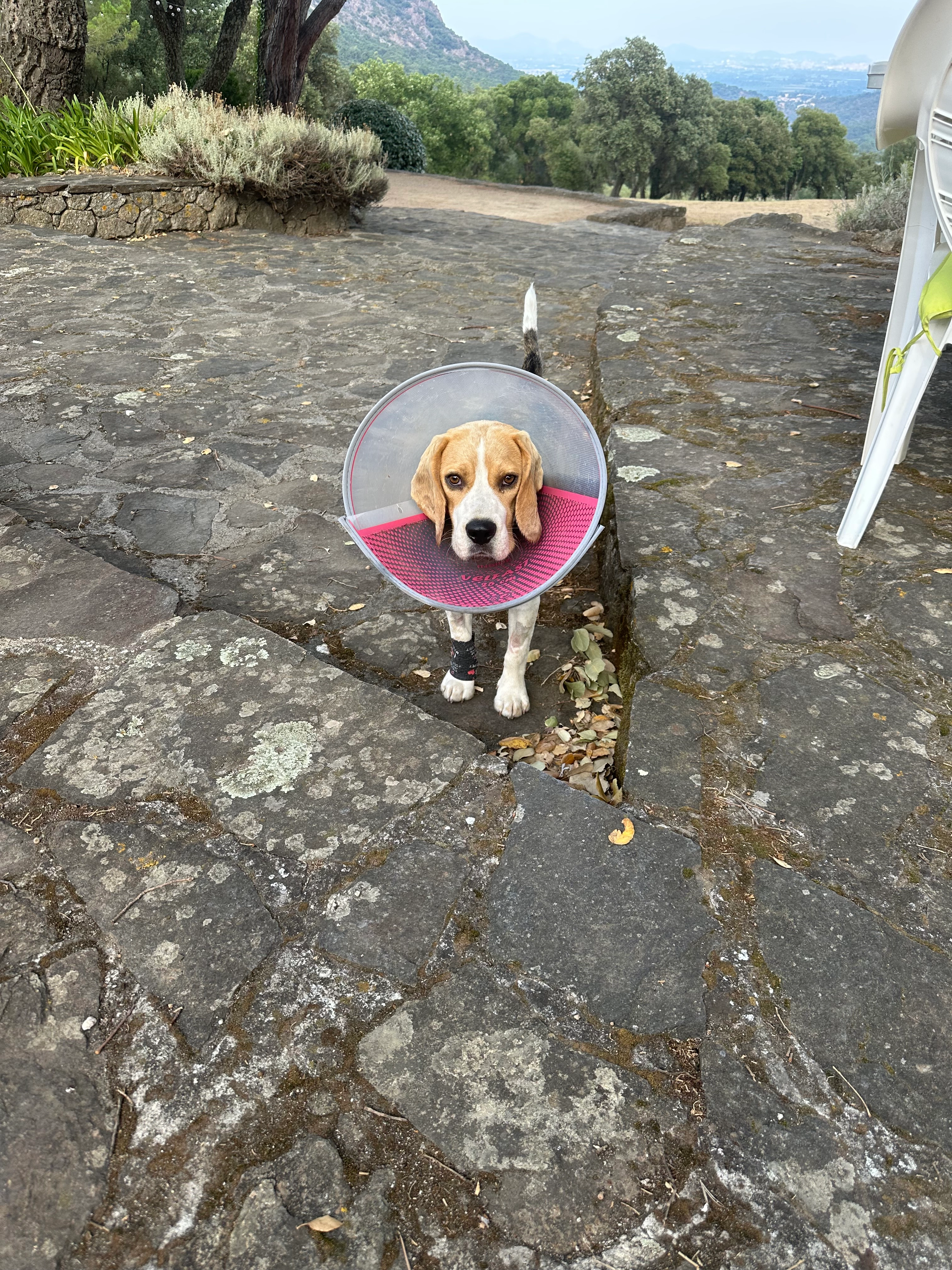 Vinyle - Chemin de la Roquette, Roquebrune-sur-Argens