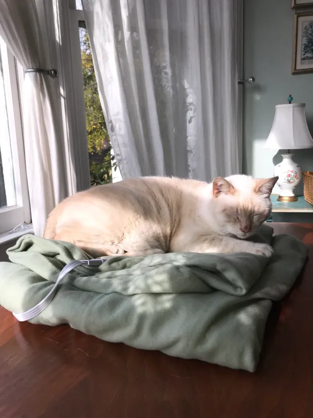 Eddy - Elford St, San Rafael