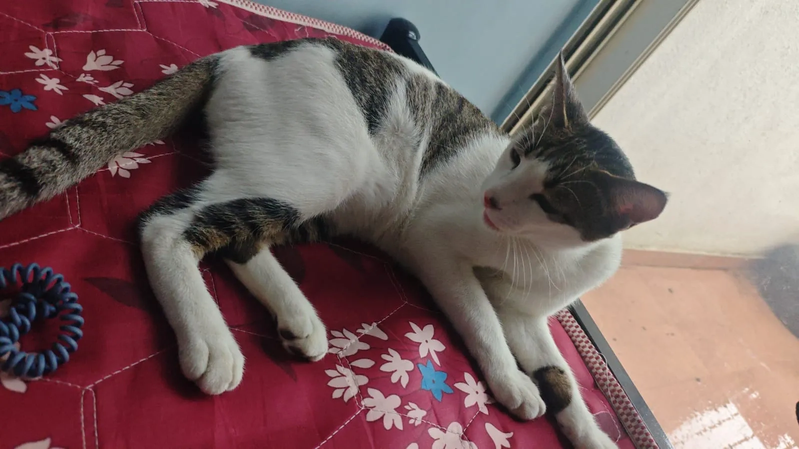 Bono - Pune Solapur Road, Loni Kalbhor