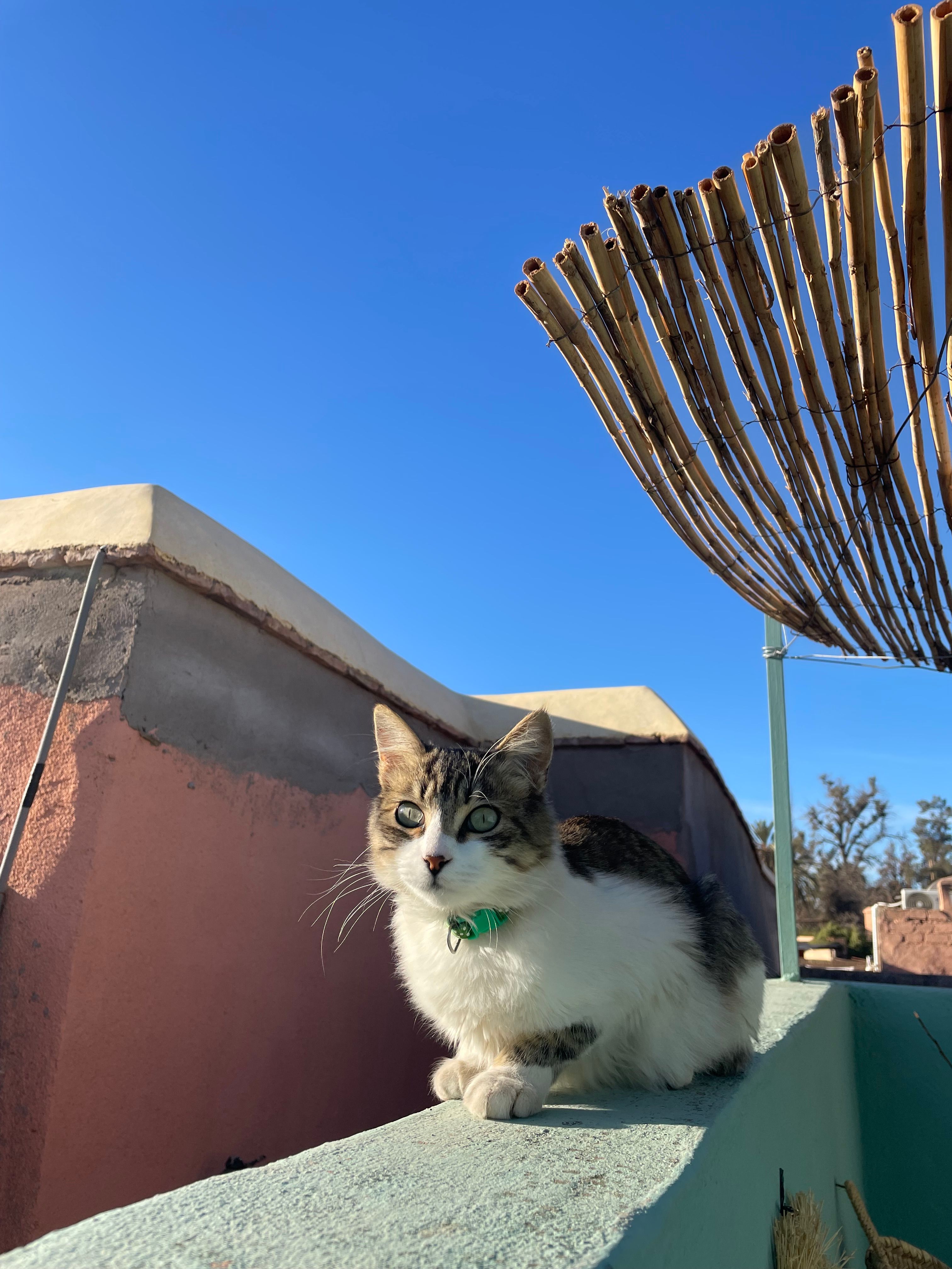 Sheena - 40, Marrakech