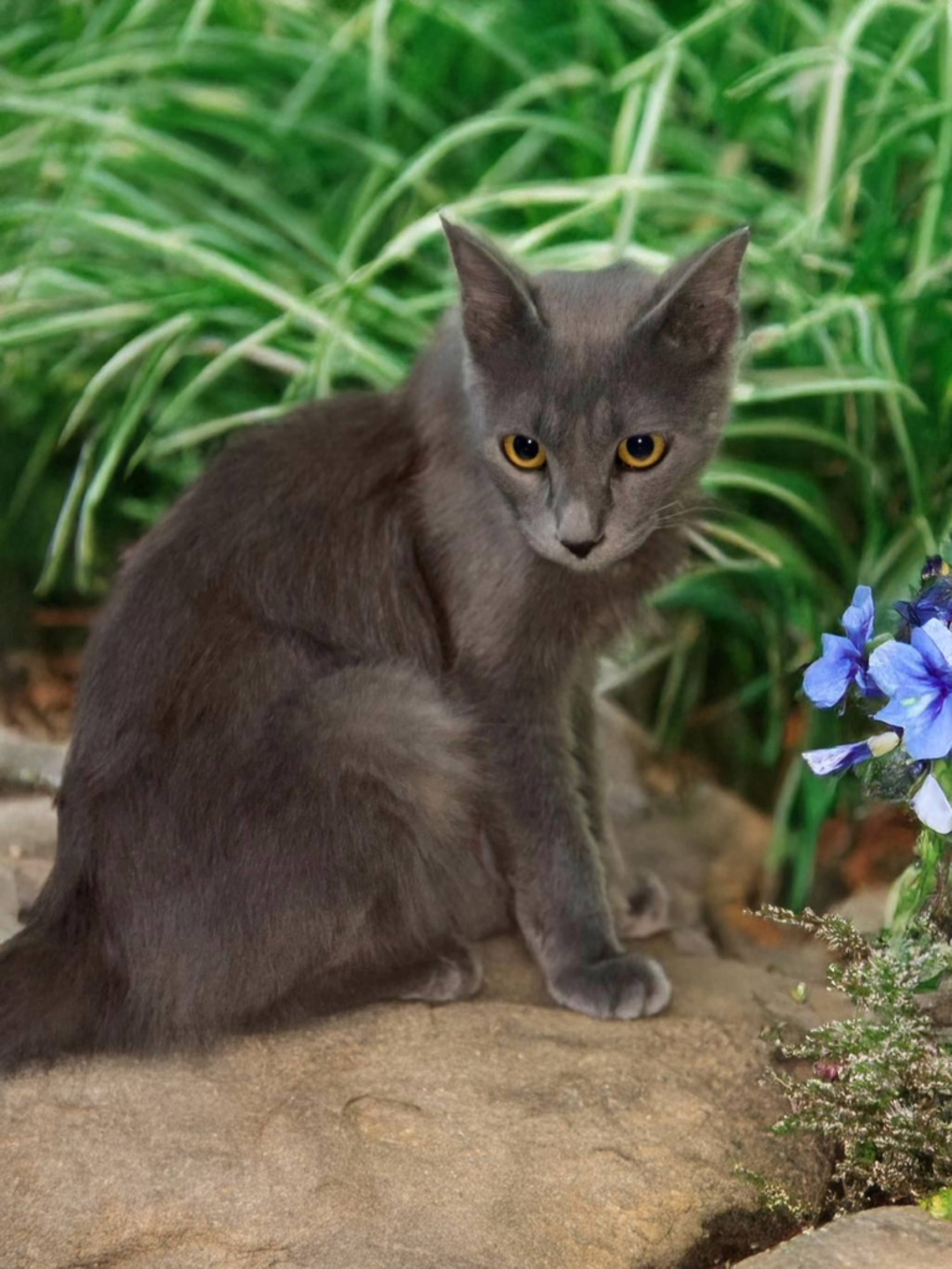 Tiger - Mailing Rd, Pune