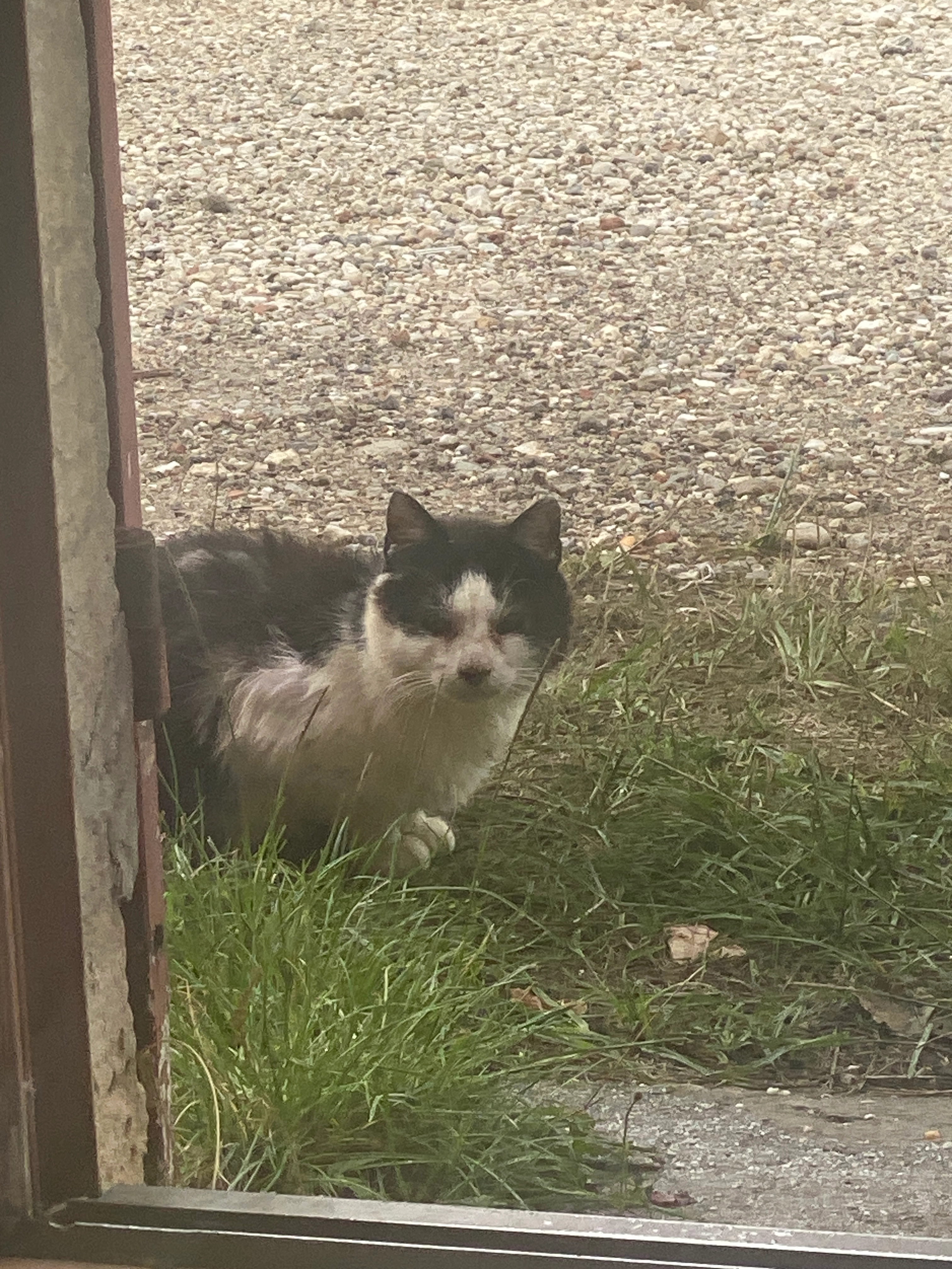 J’ai trouver un chat errant  - 1782 Gravette, Saint-Morillon