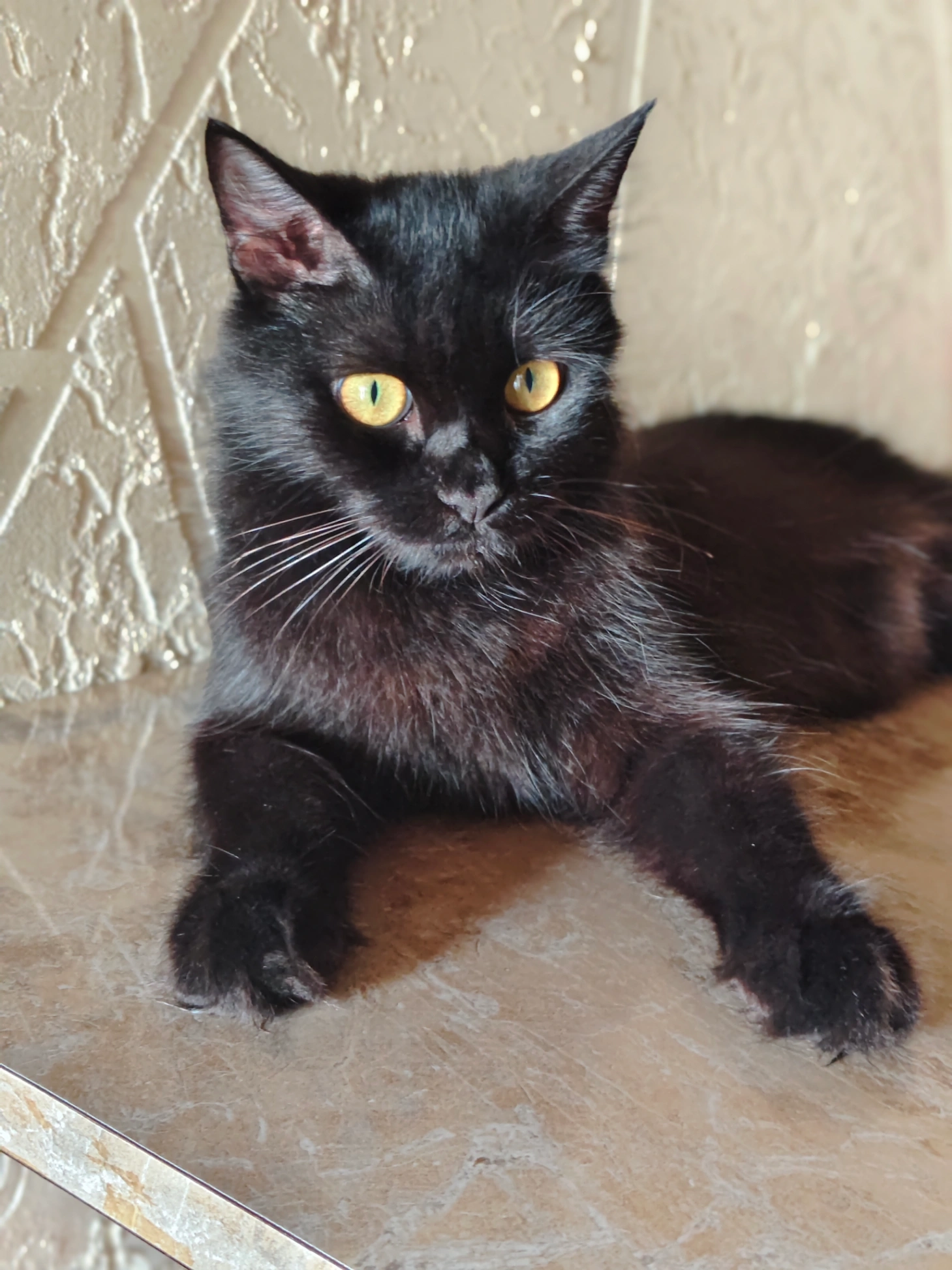 Blacky ( Bittu) - NH66, Kapu