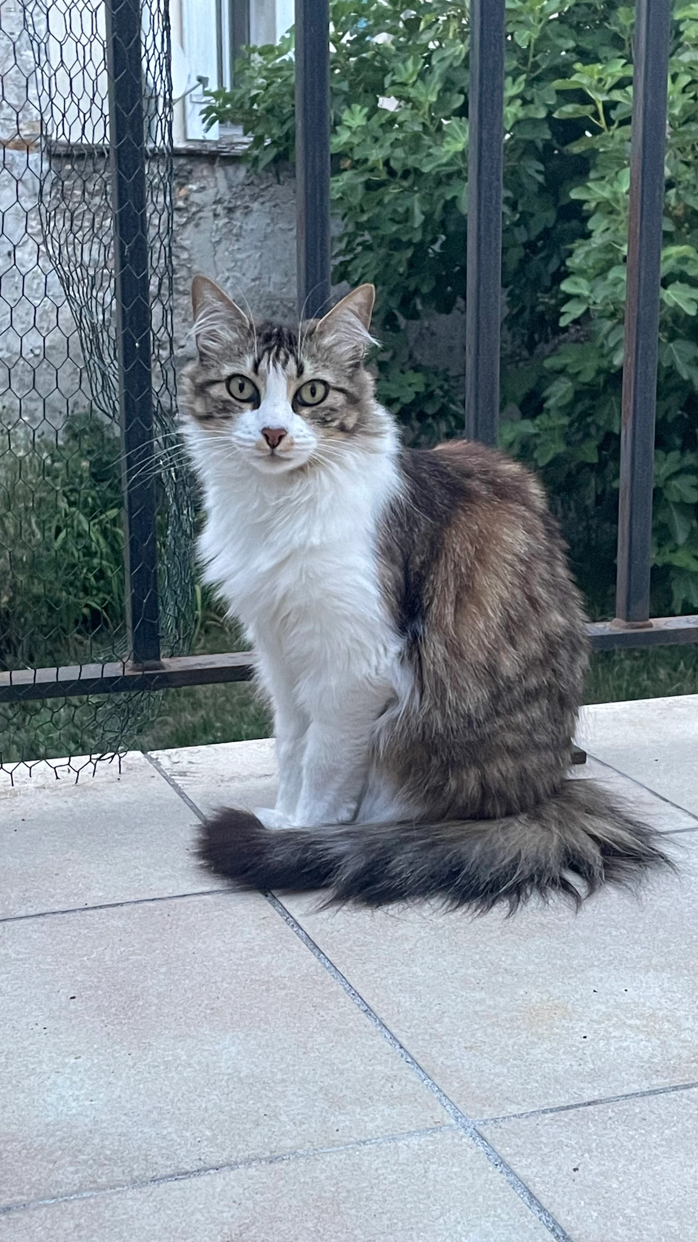 Kitty  - 5 Avenue de la République, Coulommiers