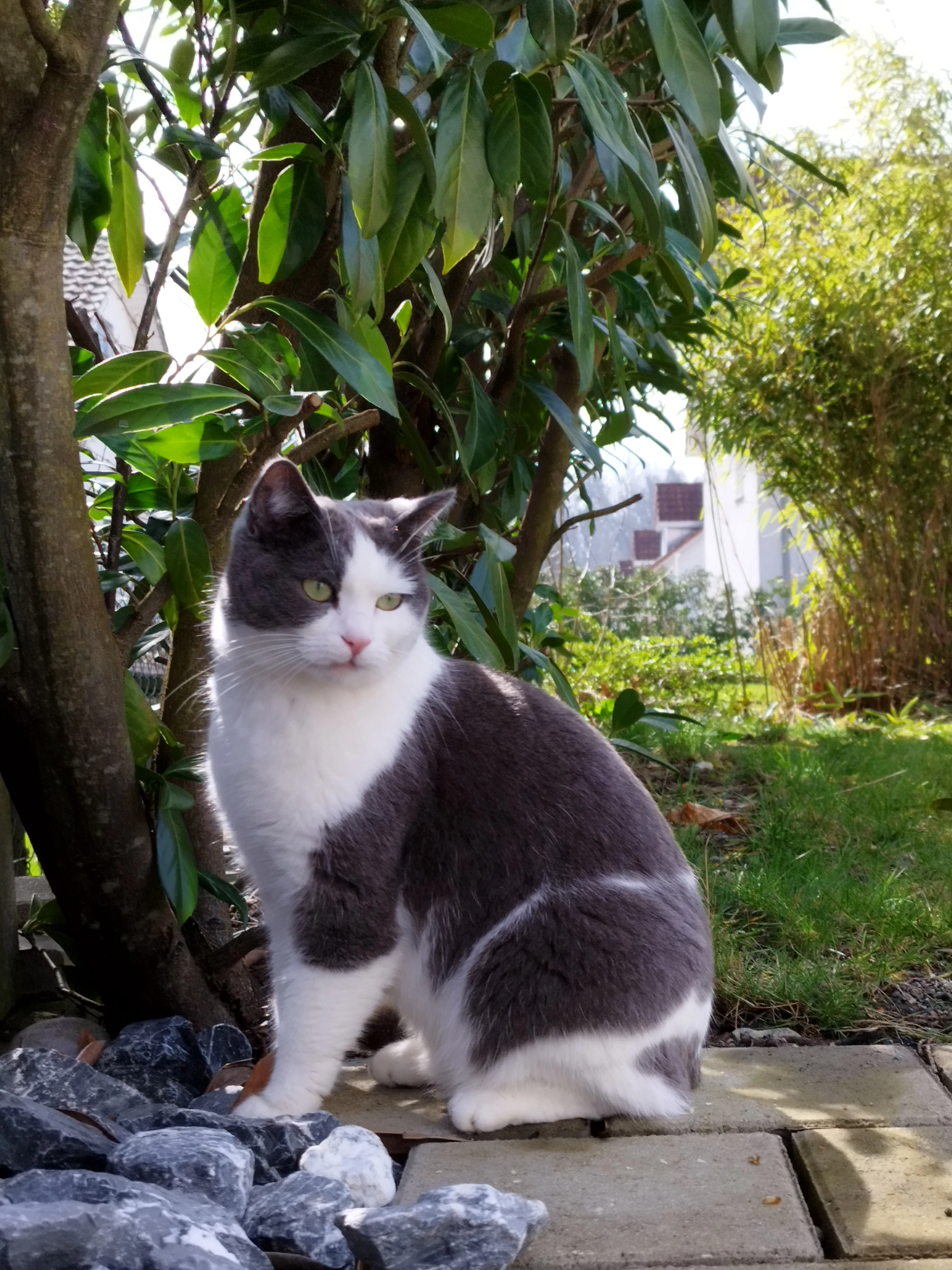 Mira - Sandrain, Oberglatt