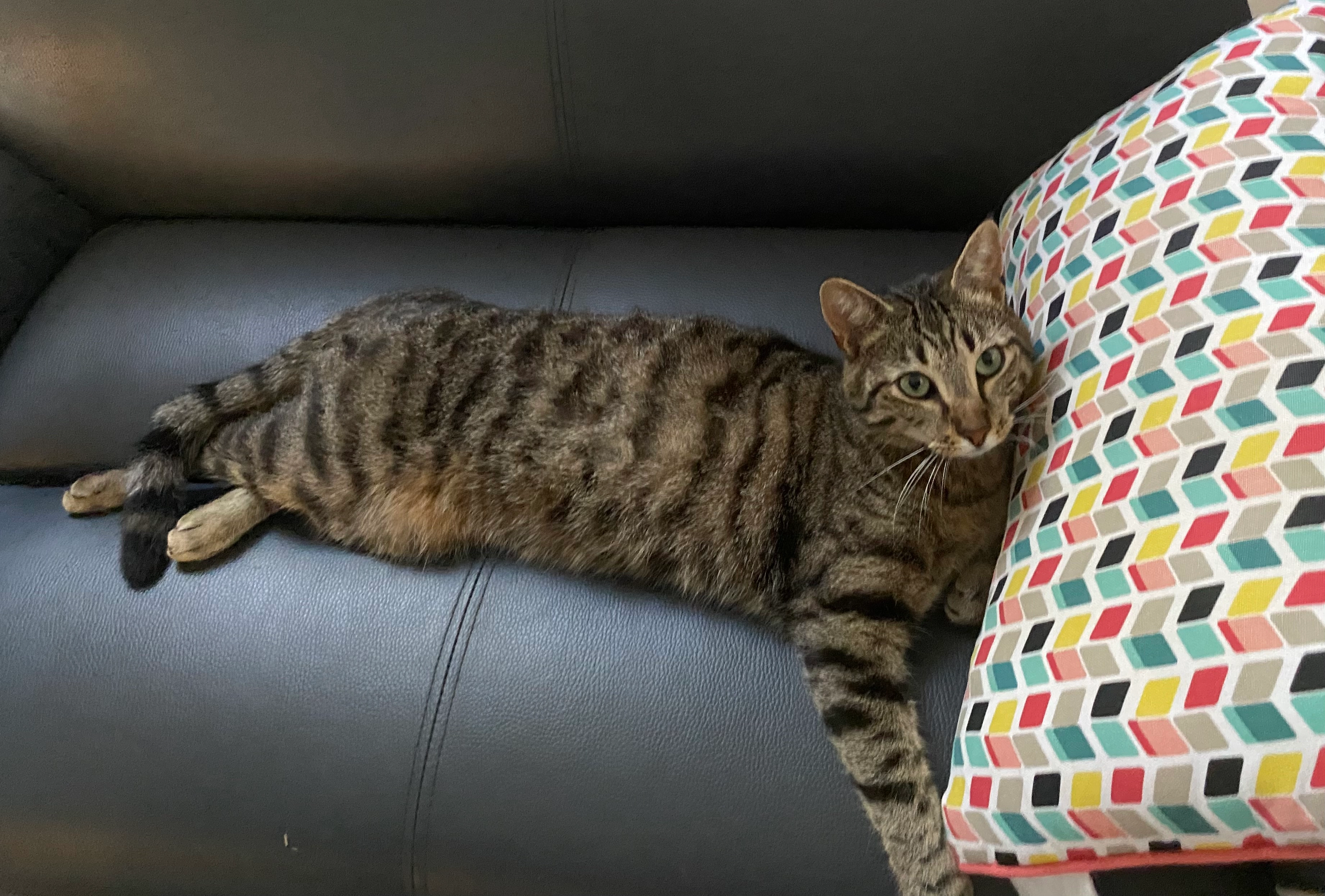 Savane - 27370, La Harengère