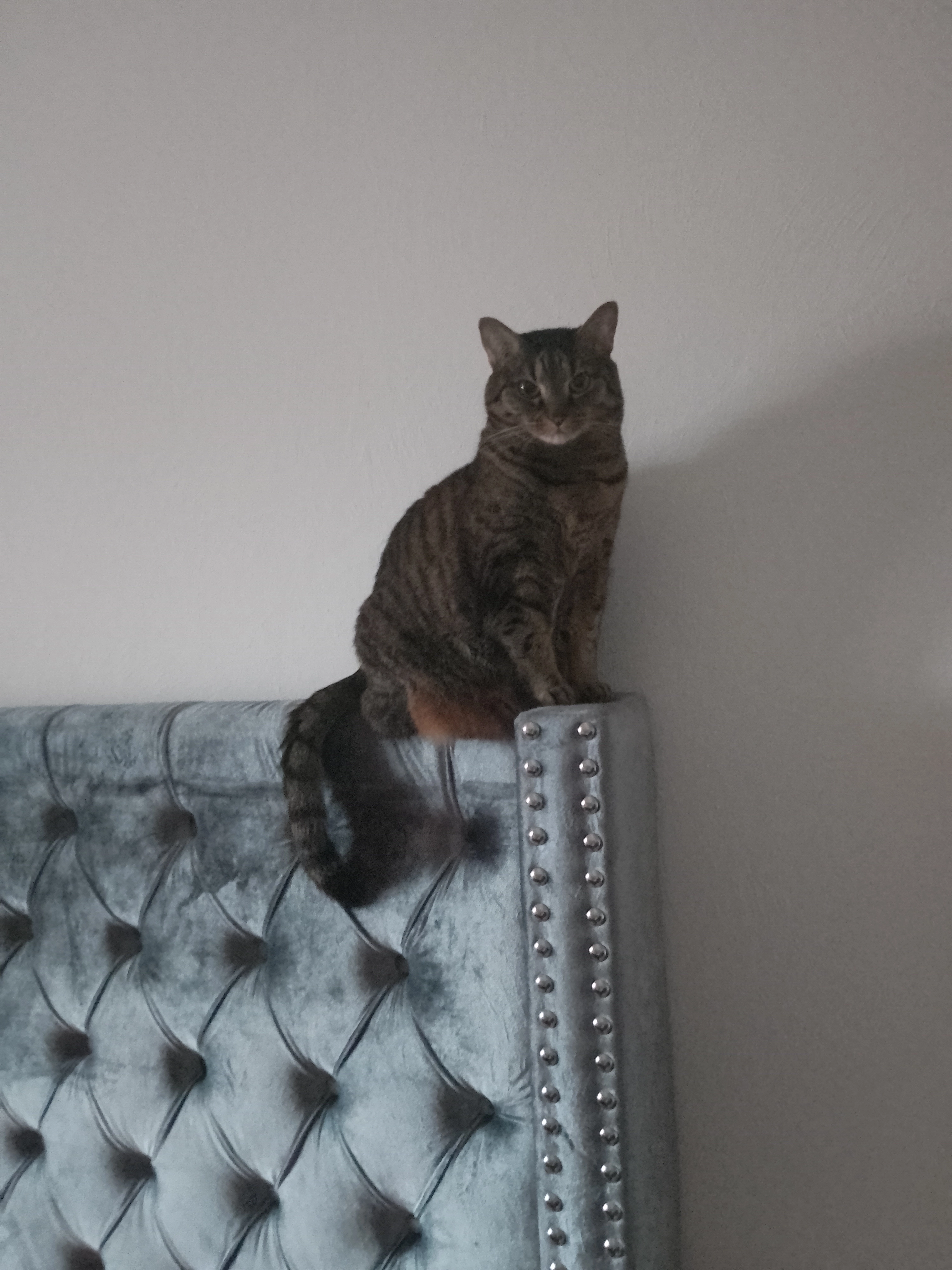 Little Kitty , Mikayla Stowe - Wiesenstraße, Mehlingen