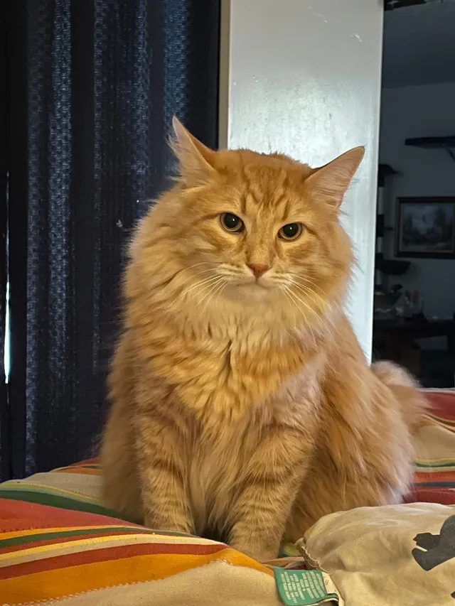 Nala - 928 Del Prado Dr, Euless