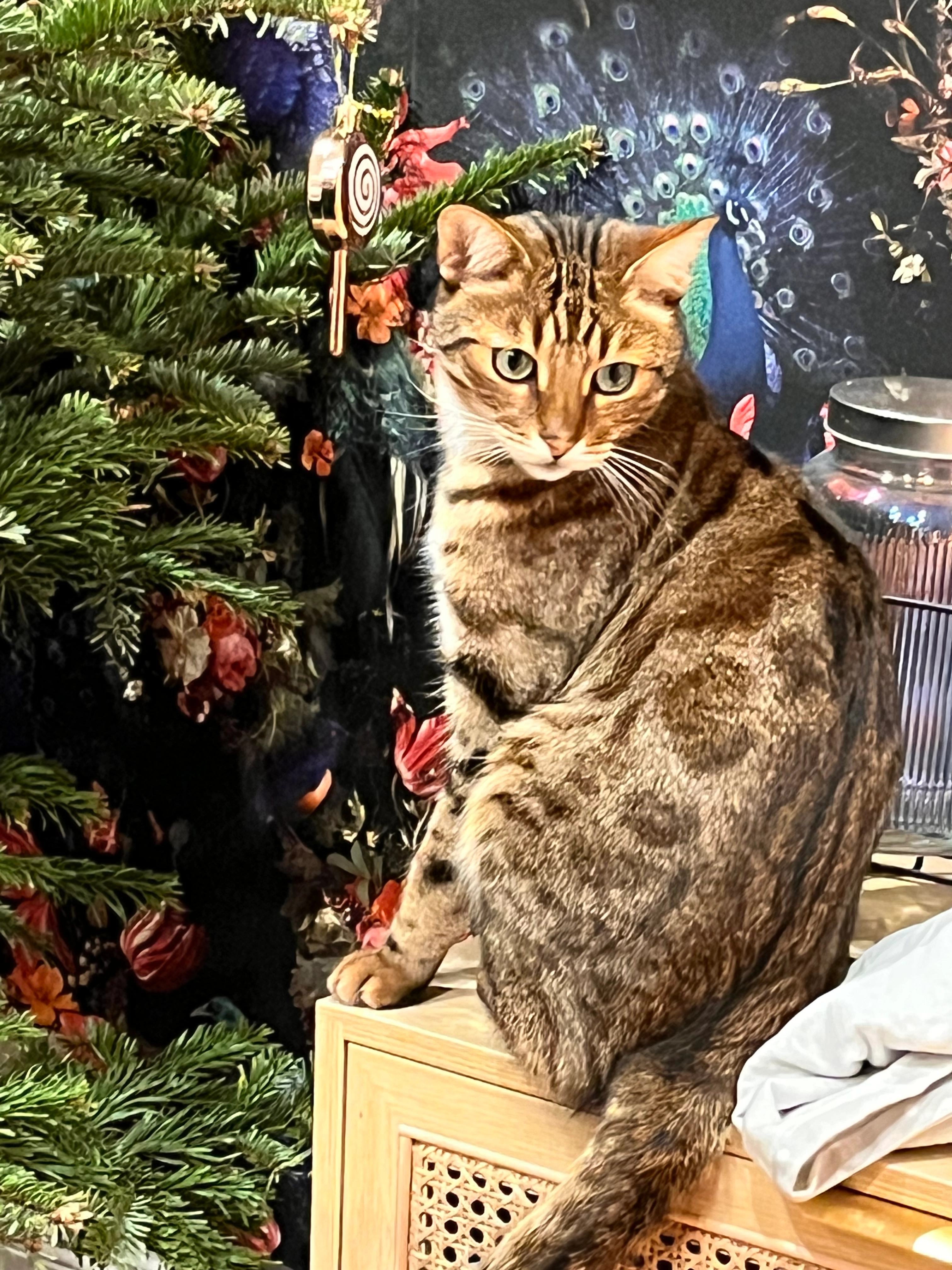 Buggy - Zum Teich, Saarbrücken