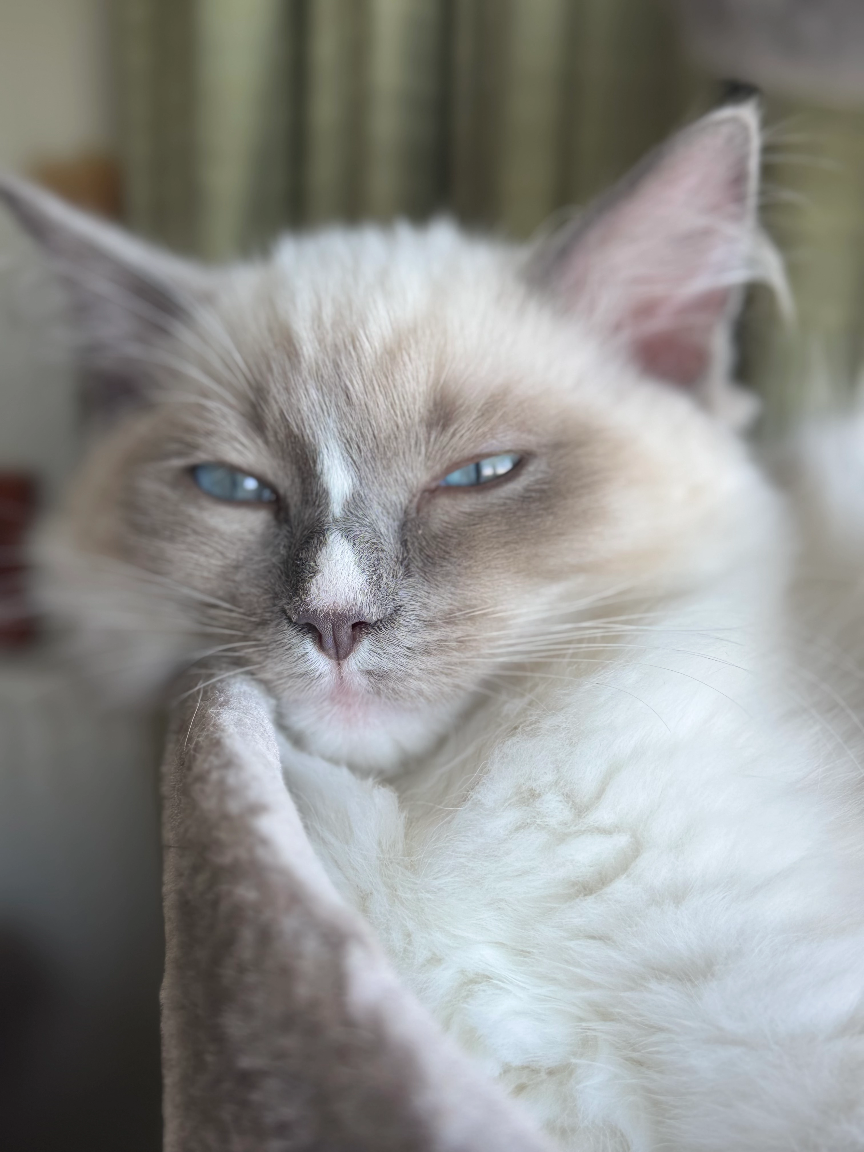 Munchie - Medwyn Street, Glasgow