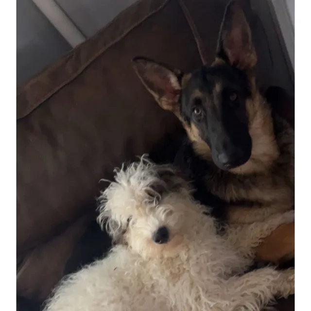 2 Dogs- Dixie & Dax - 5466 Meckes Ln, Indianapolis